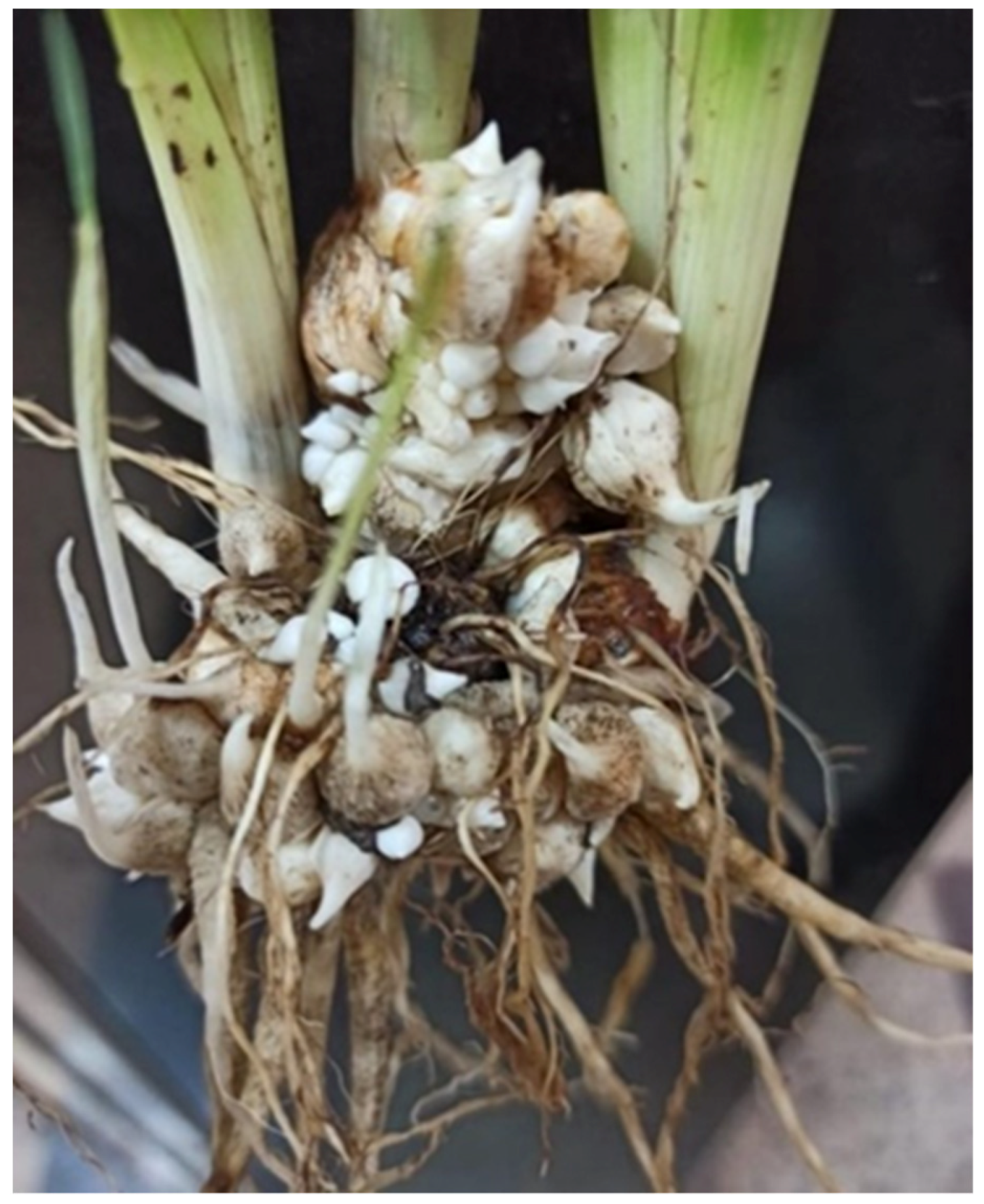 Horticulturae 08 00789 g001