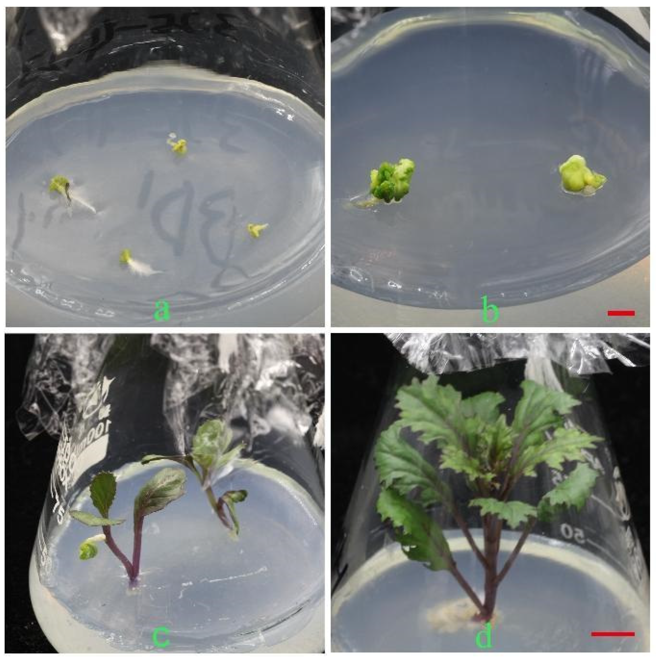 Horticulturae 08 00790 g002 550