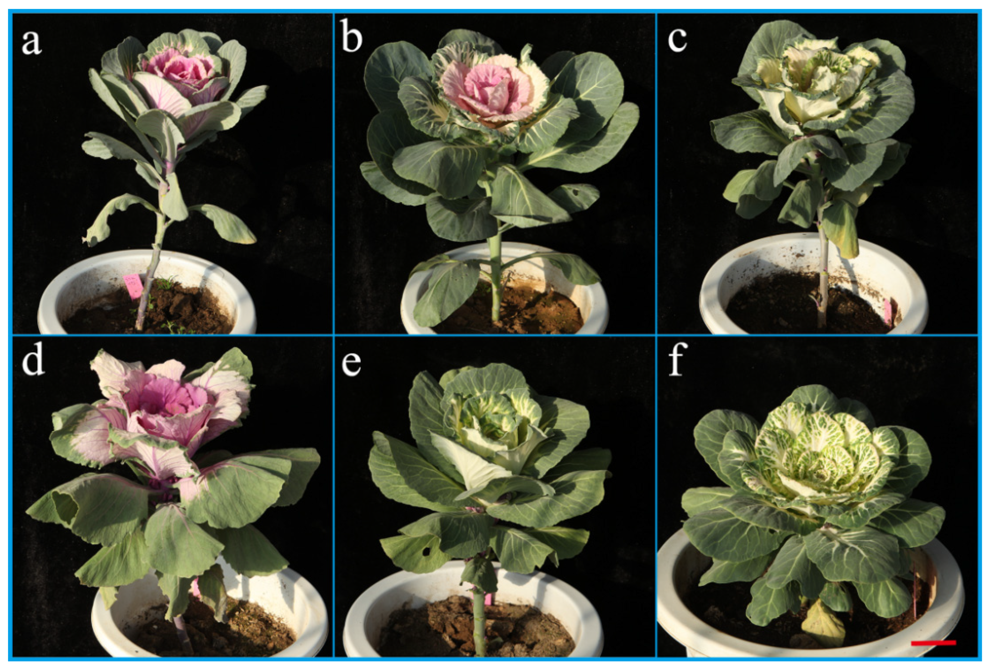 Horticulturae 08 00790 g004 550