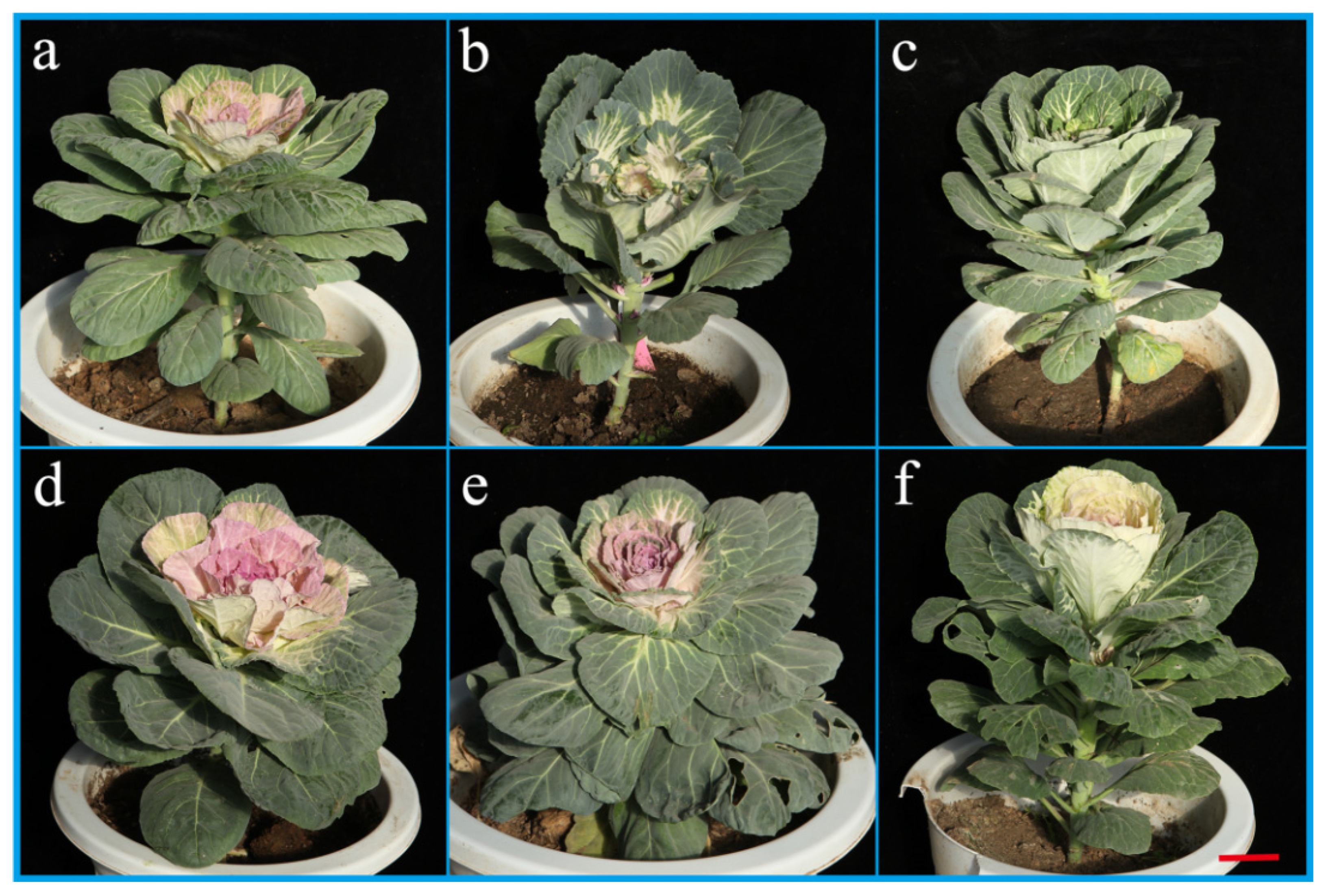 Horticulturae 08 00790 g005 550