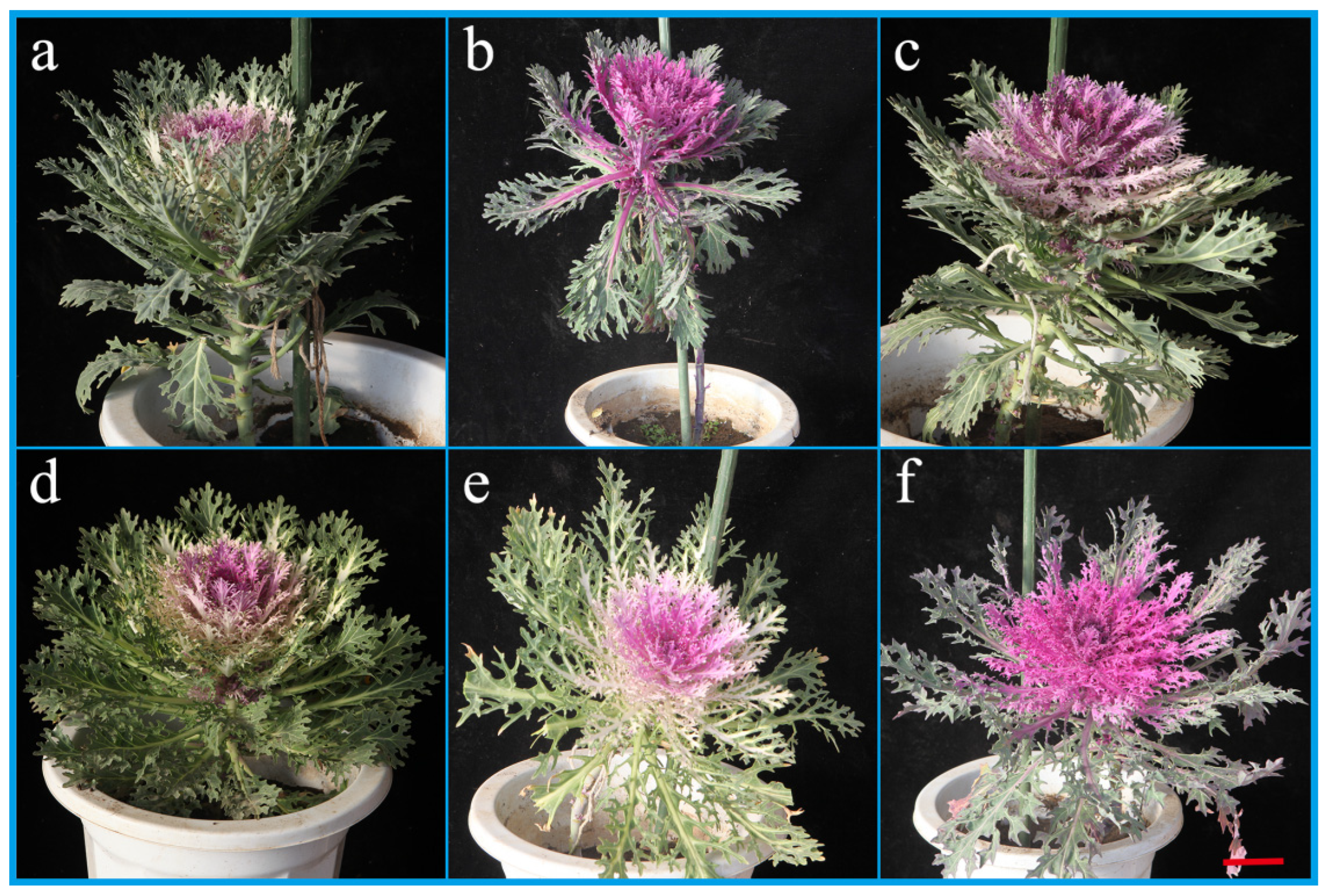 Horticulturae 08 00790 g006 550