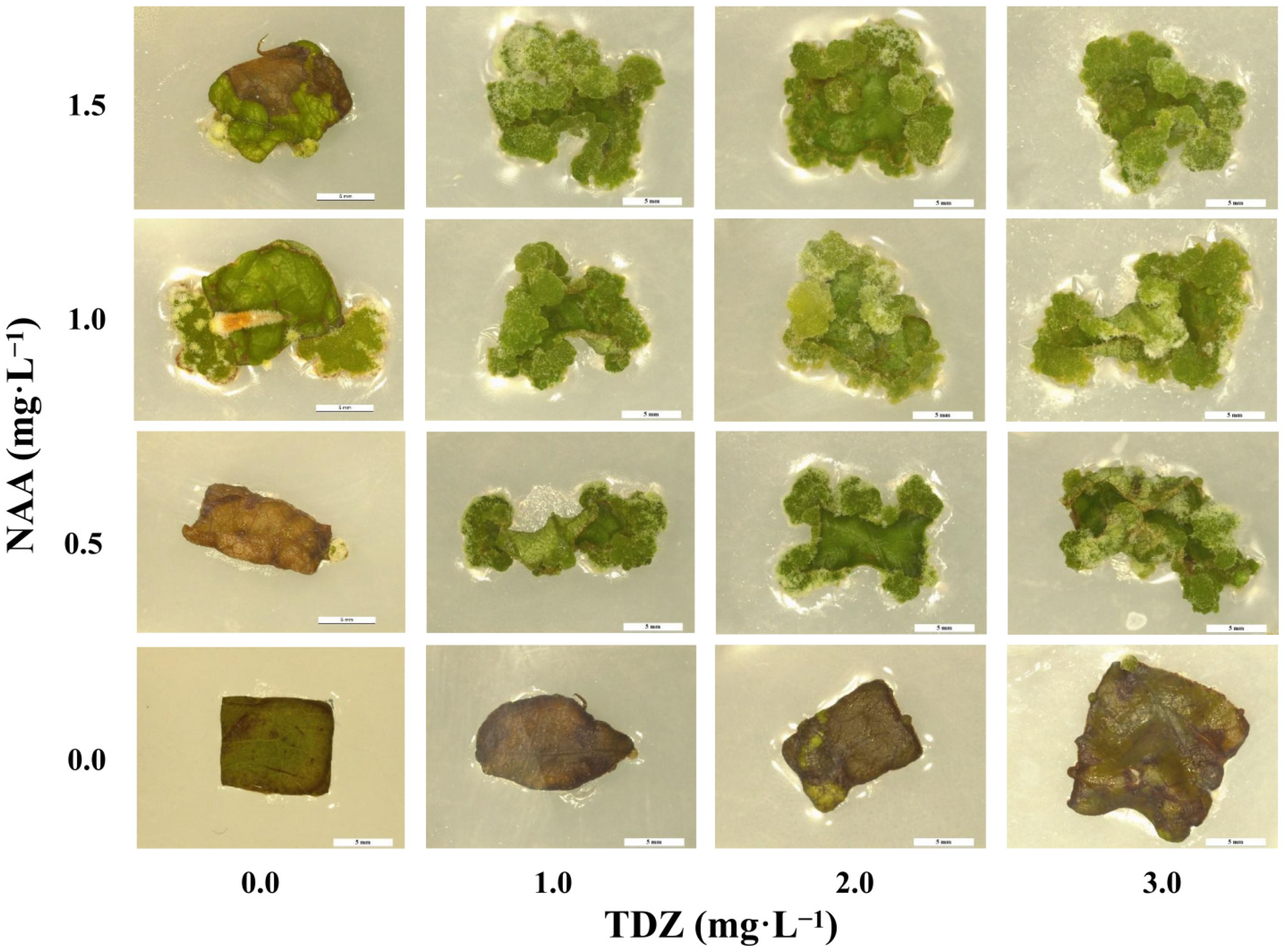 Horticulturae 08 00795 g001