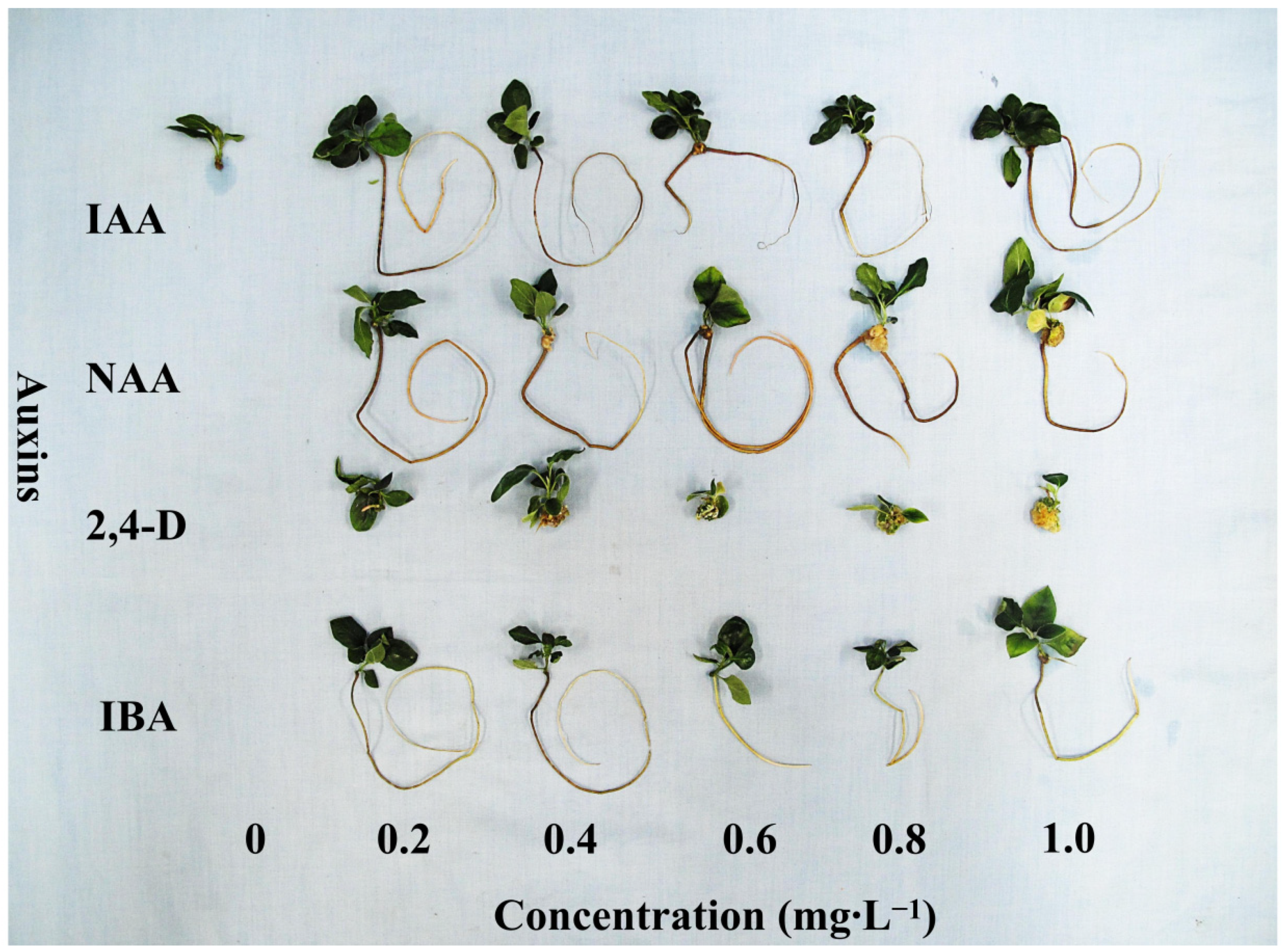Horticulturae 08 00795 g003