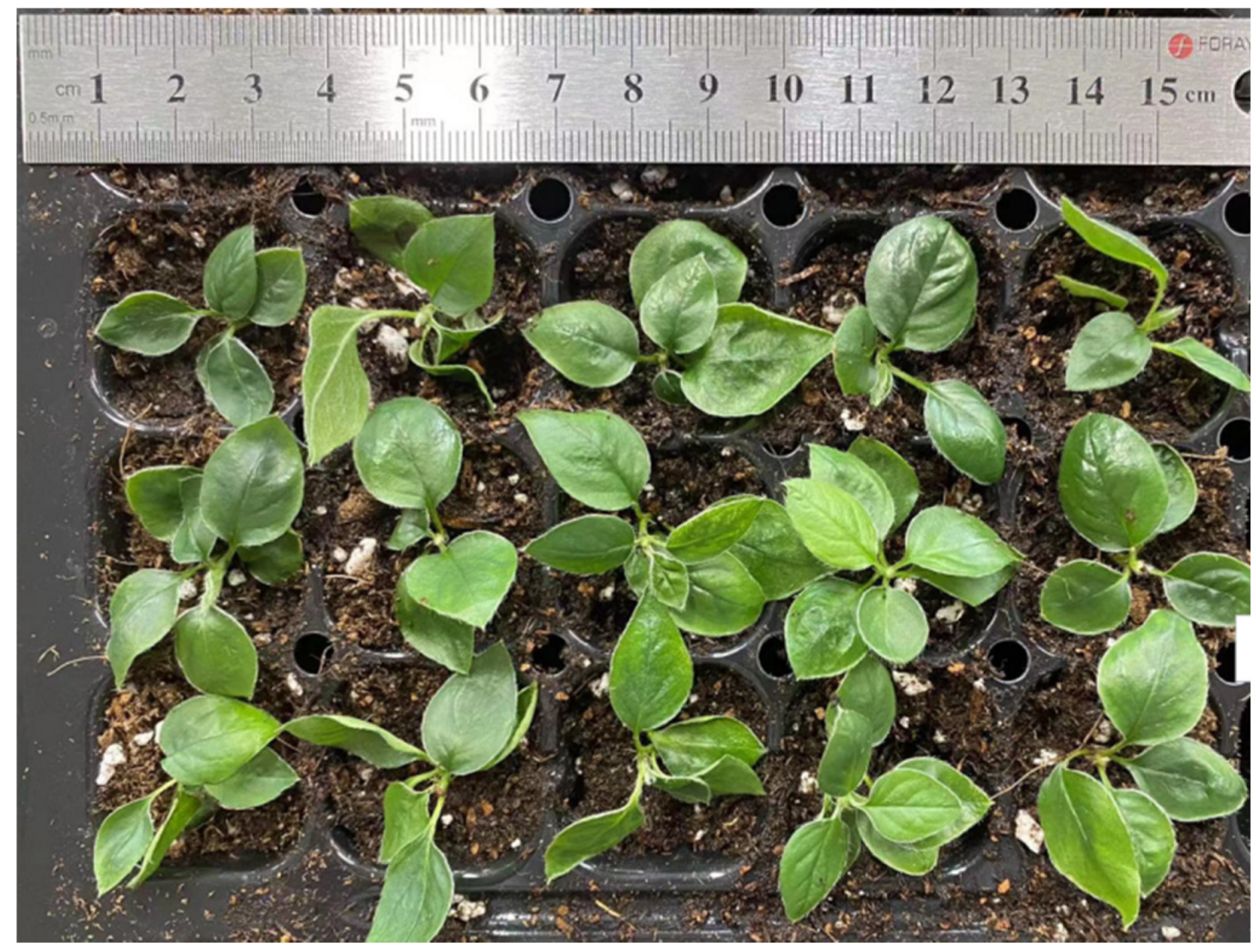 Horticulturae 08 00795 g004