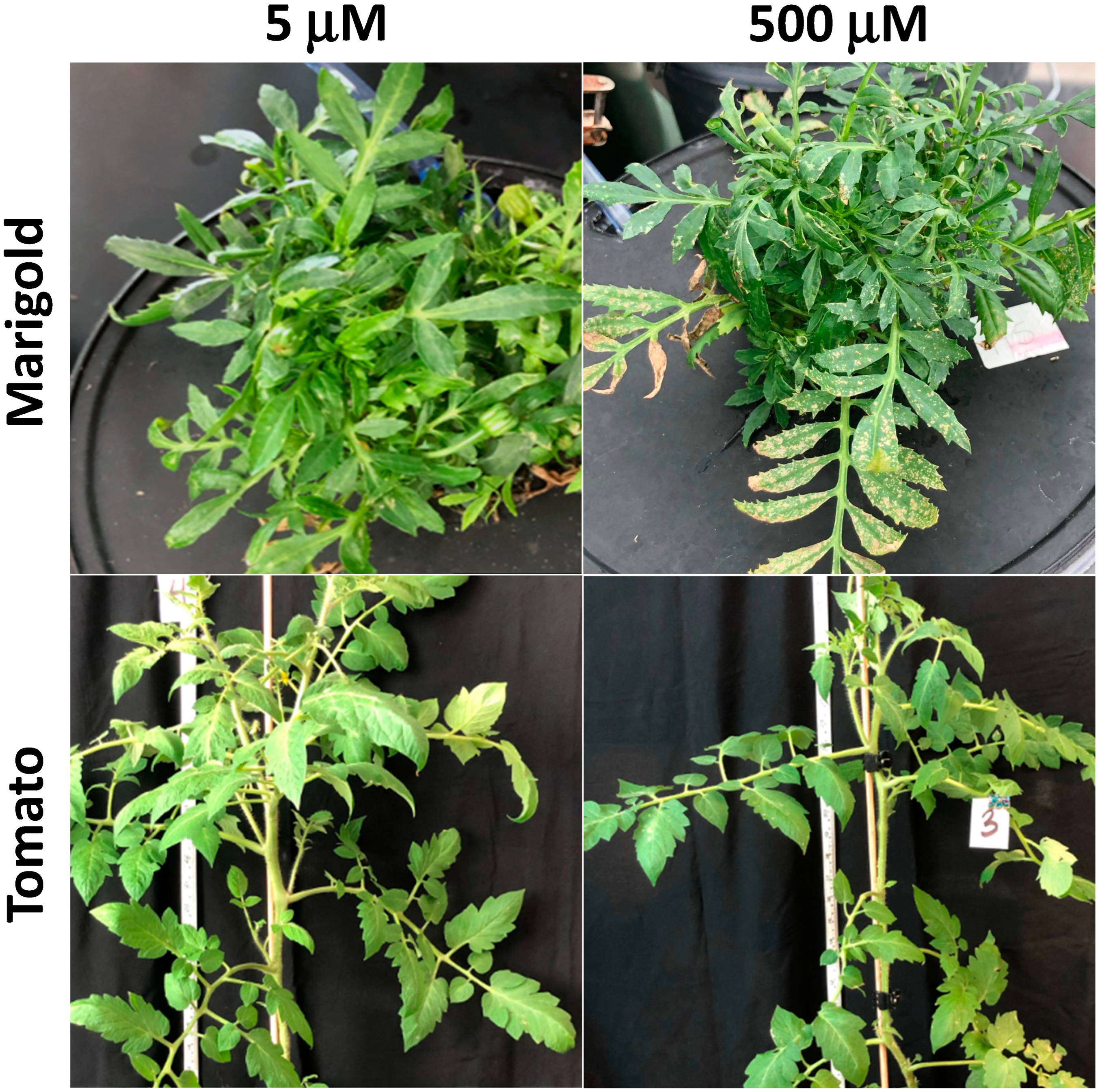 Horticulturae Free Full Text The Relative Sensitivity Of Marigold Vs Tomato To Iron Fe Toxicity Is Associated With Root Traits Root To Shoot Mass Ratio Failure To Sequester Fe In Roots And Levels