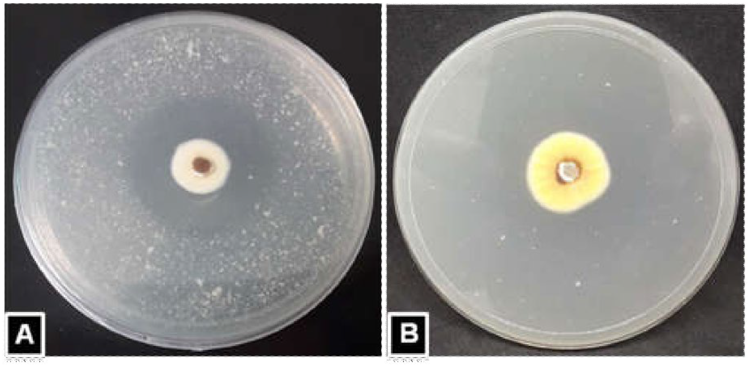 Horticulturae 08 00808 g001