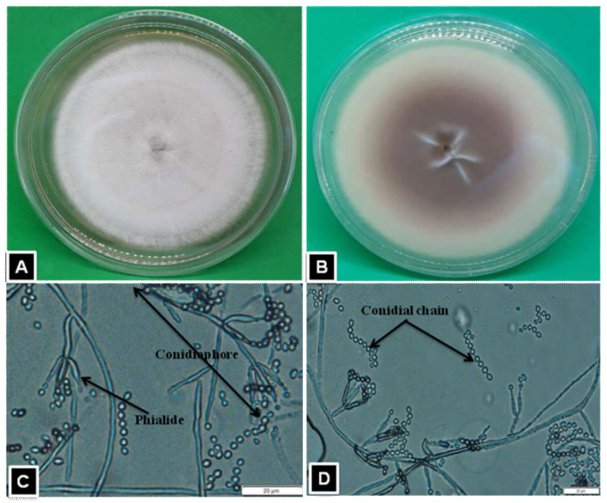 Horticulturae 08 00808 g002