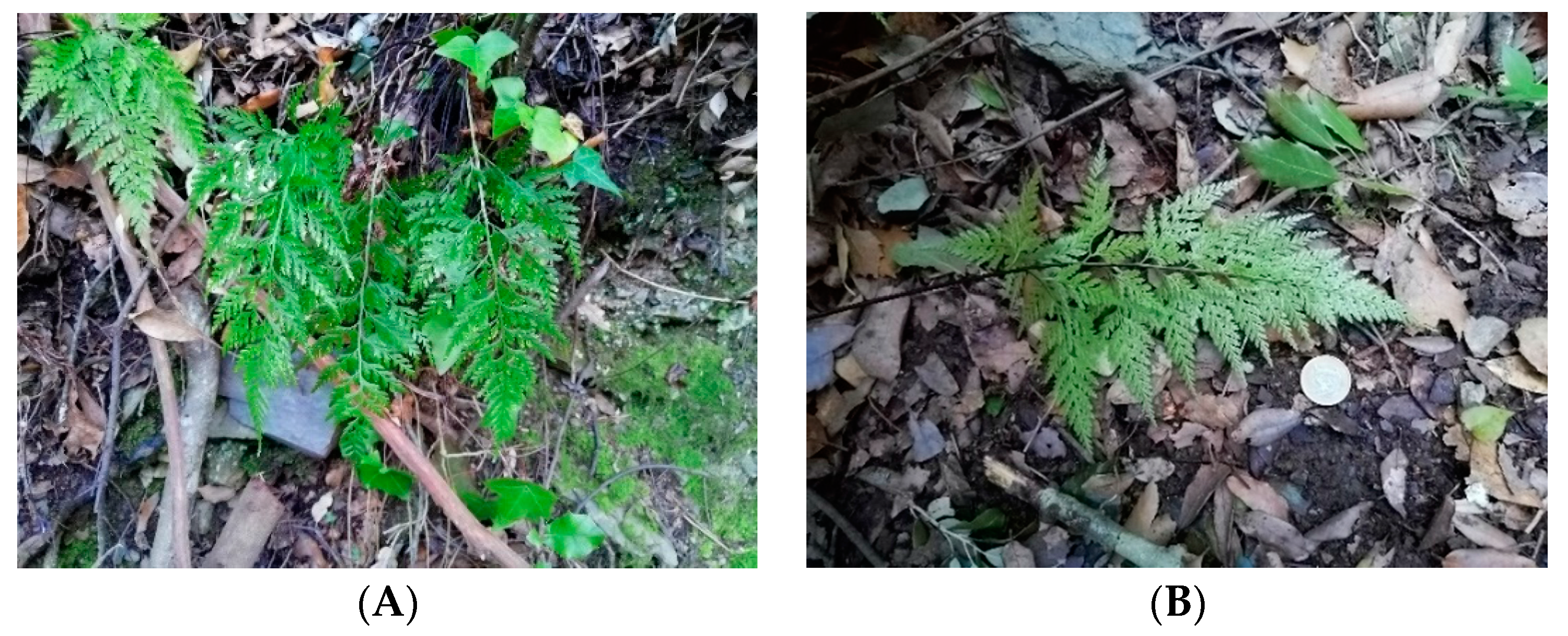 Horticulturae 08 00815 g001 550