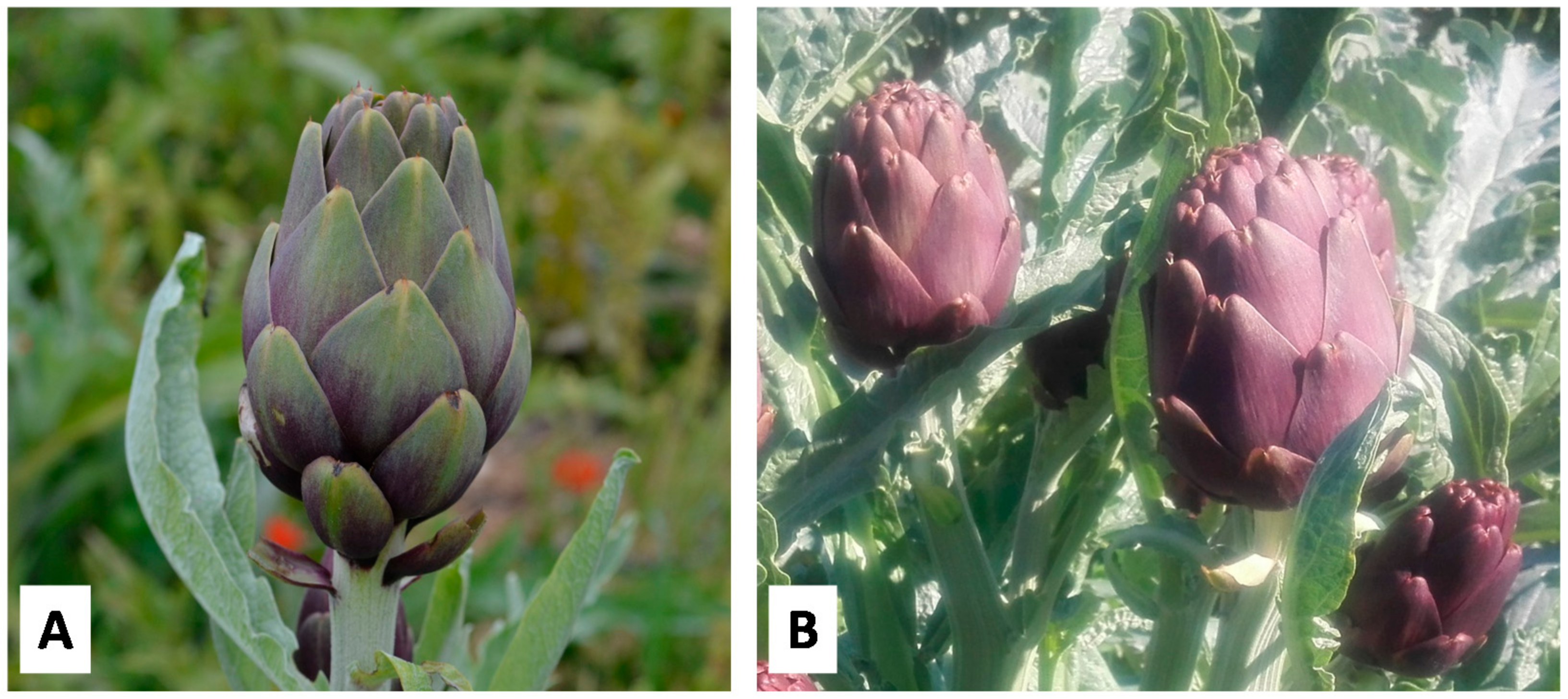 Horticulturae 08 00825 g001 550