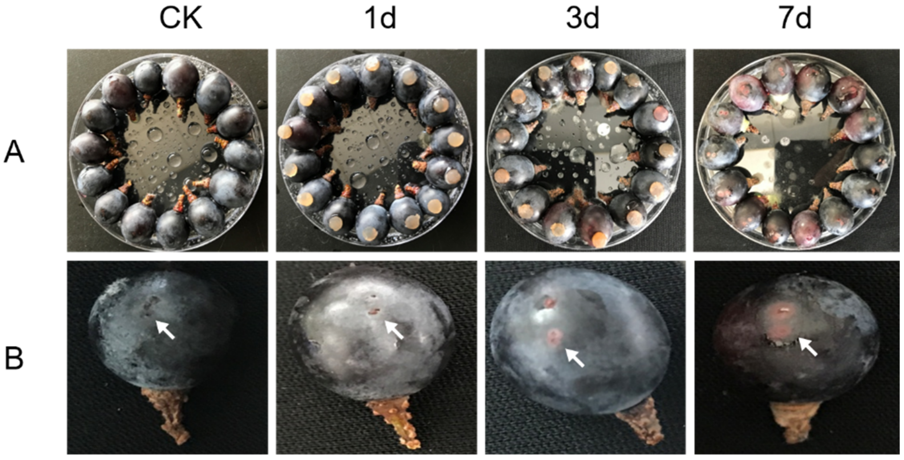 Horticulturae 08 00843 g001