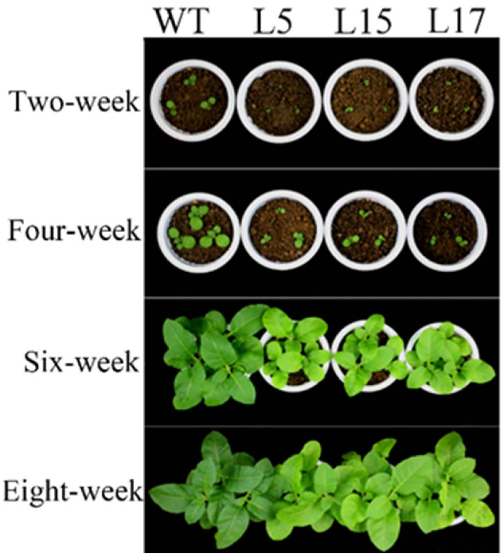 Horticulturae 08 00853 g004
