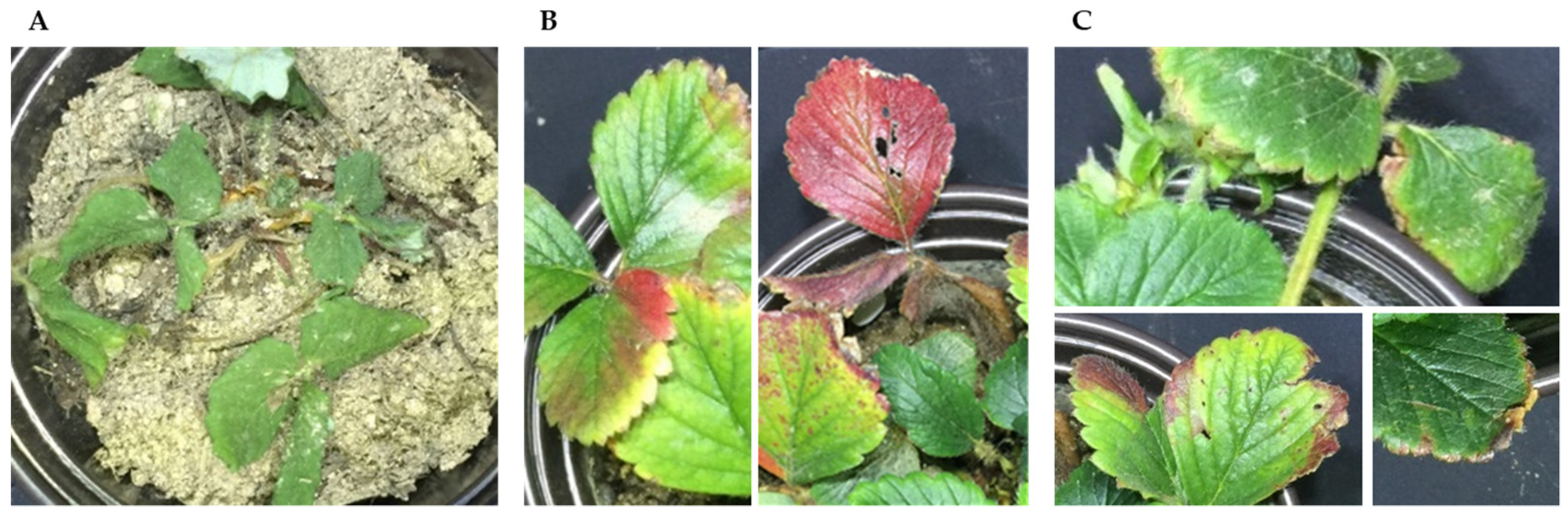 Horticulturae 08 00854 g002 Horticulturae 08 00854 g002