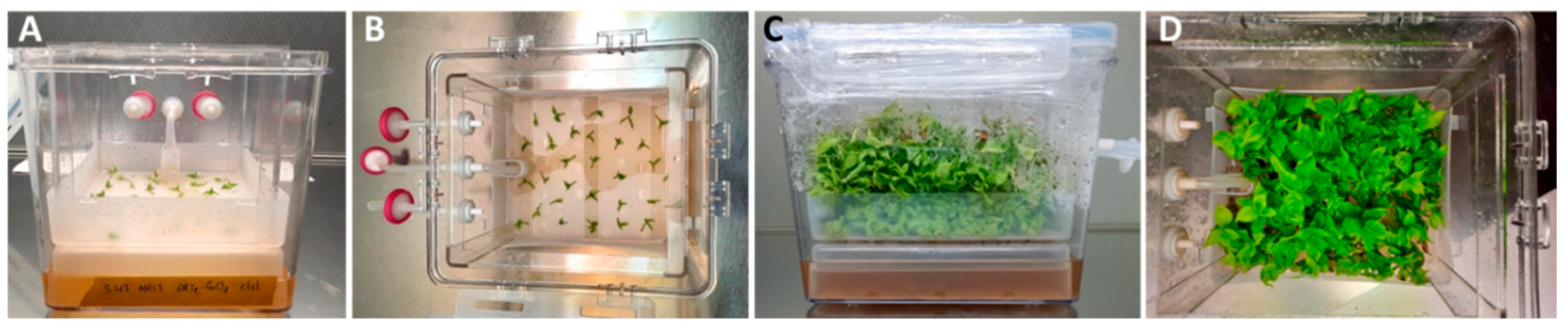 Horticulturae 08 00855 g001 Horticulturae 08 00855 g001