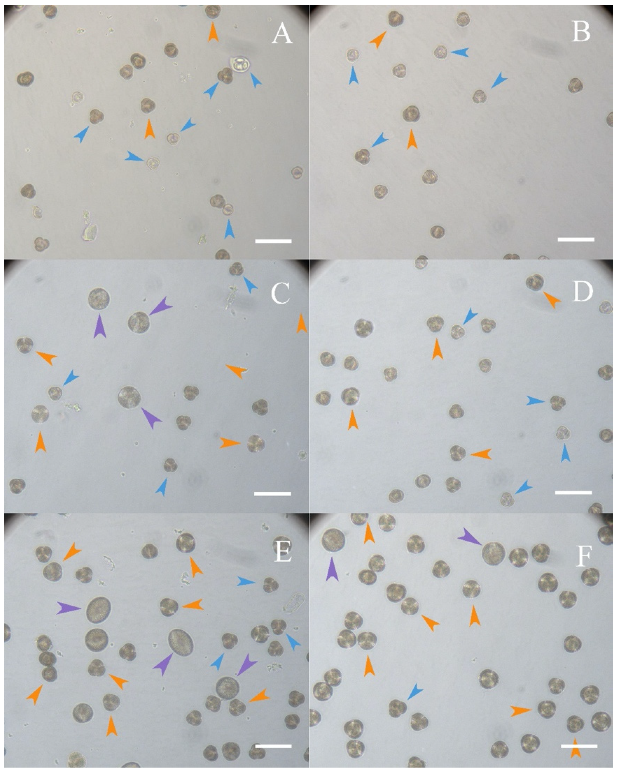 Horticulturae 08 00864 g002 550