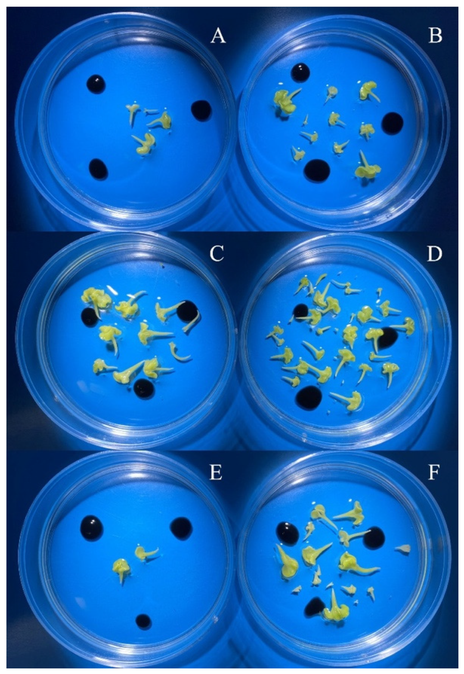 Horticulturae 08 00864 g005 550