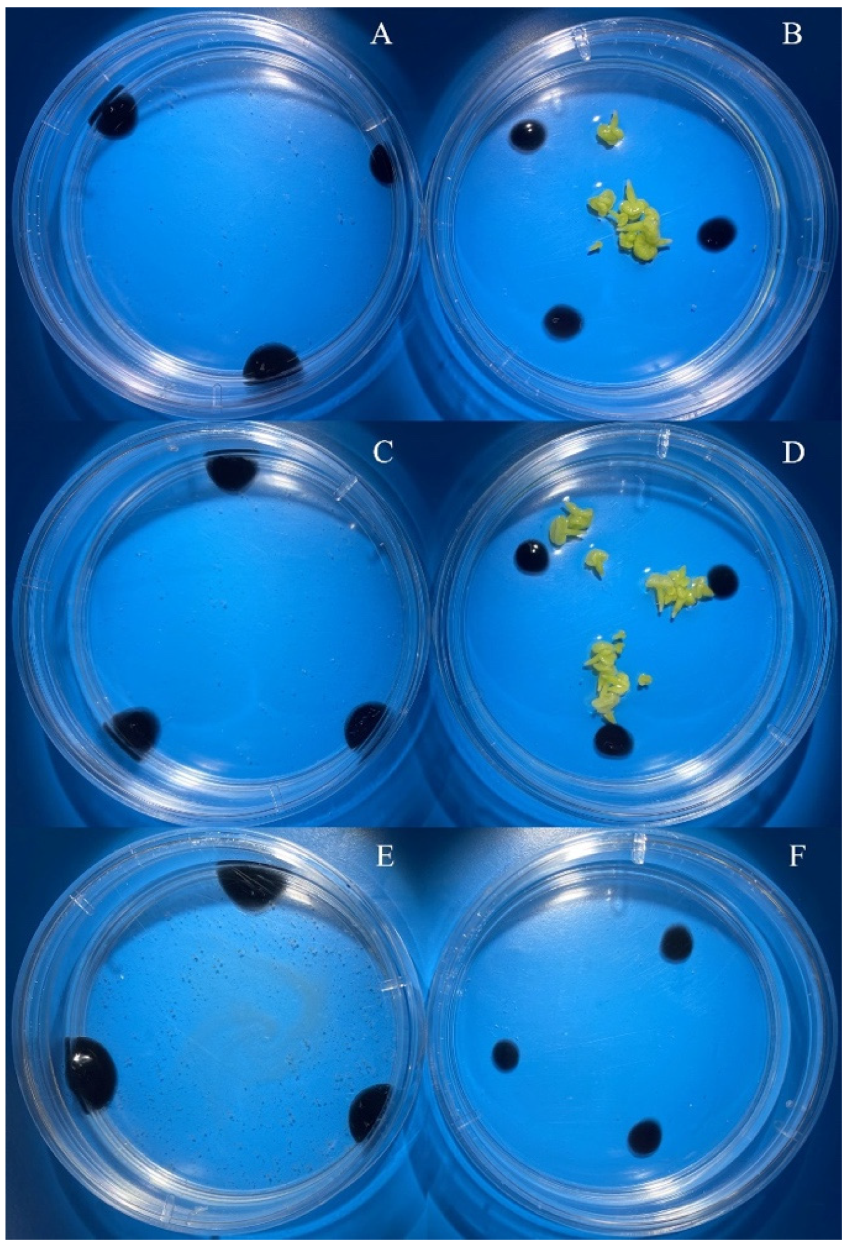 Horticulturae 08 00864 g006 550
