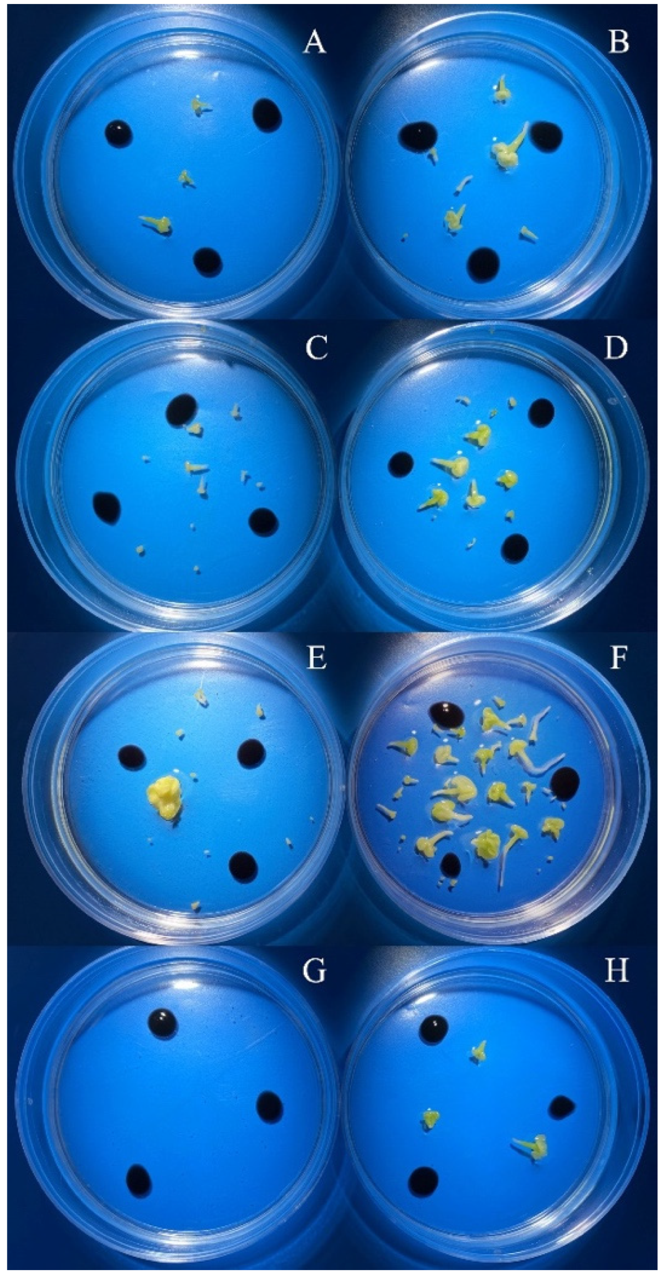 Horticulturae 08 00864 g007 550