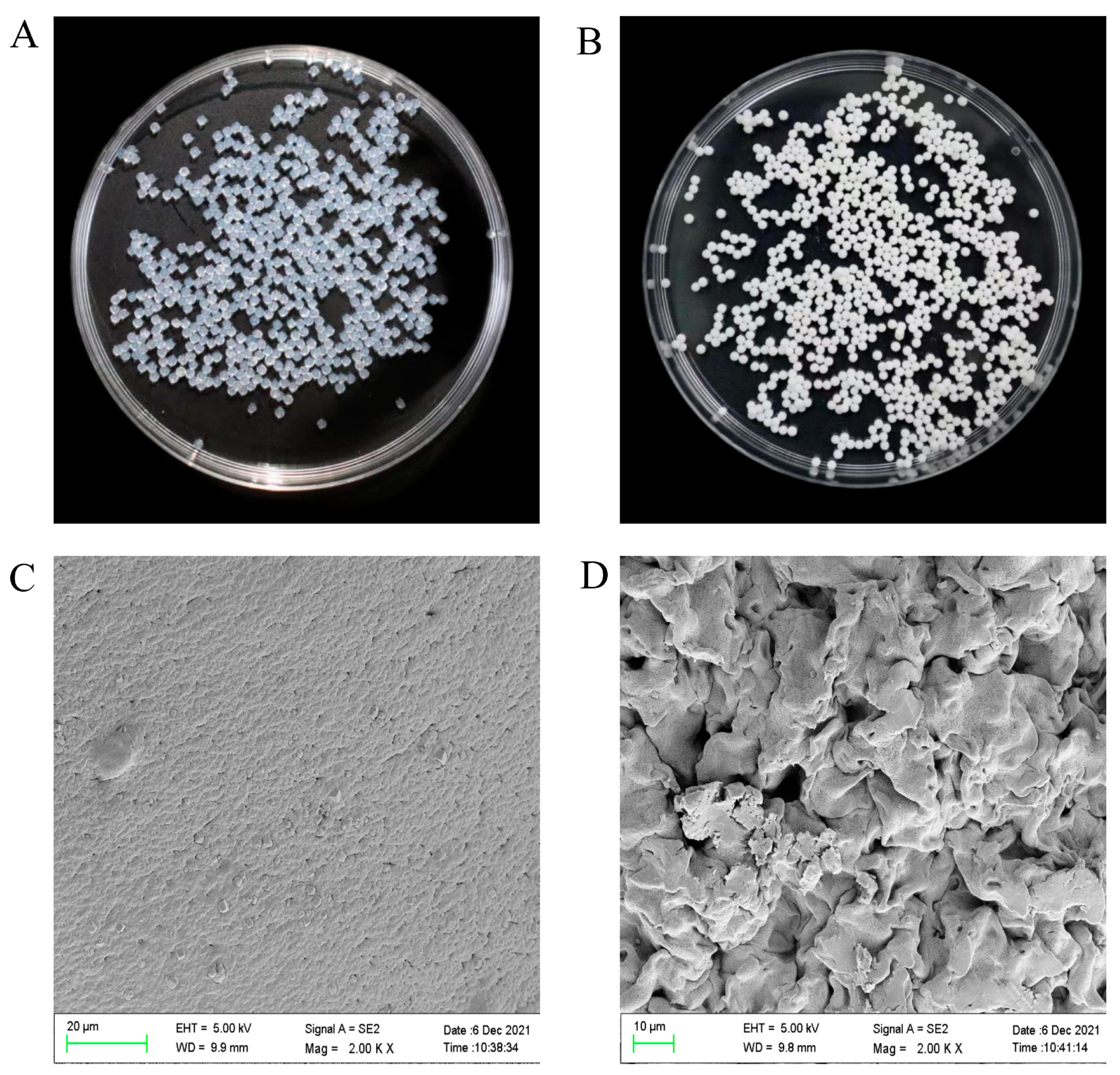 Horticulturae 08 00866 g004 550