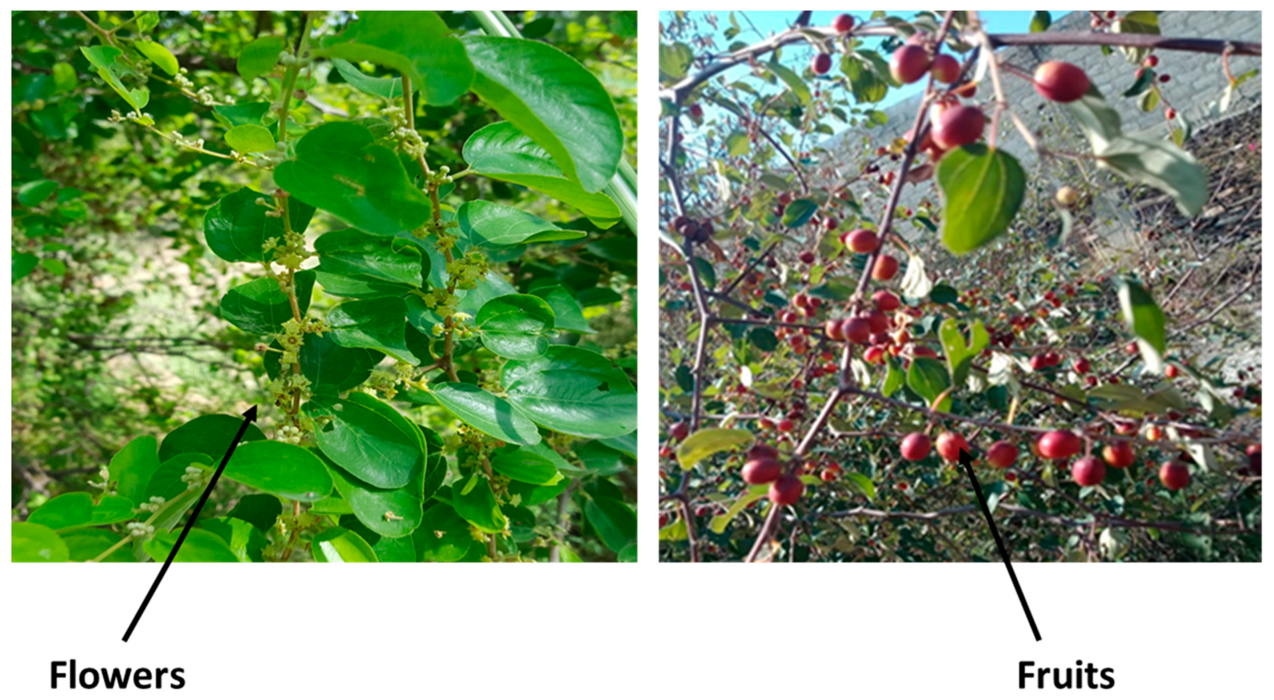 Horticulturae 08 00867 g001