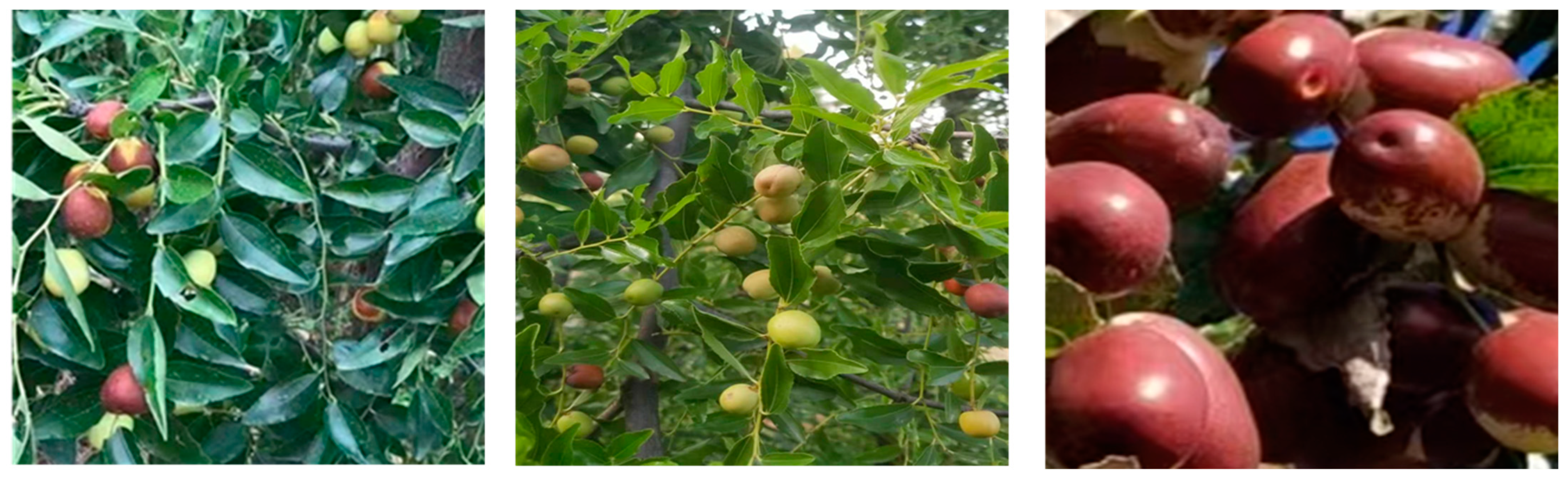 Horticulturae 08 00867 g002