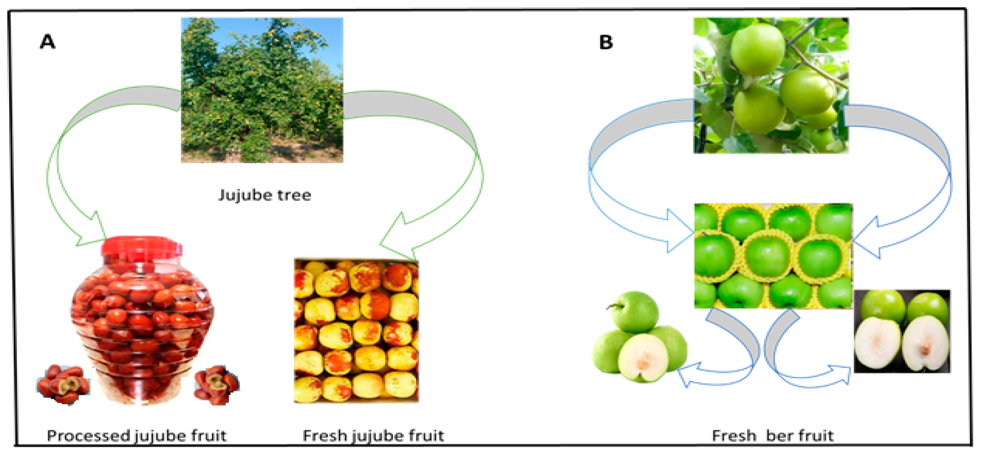 Horticulturae 08 00867 g006