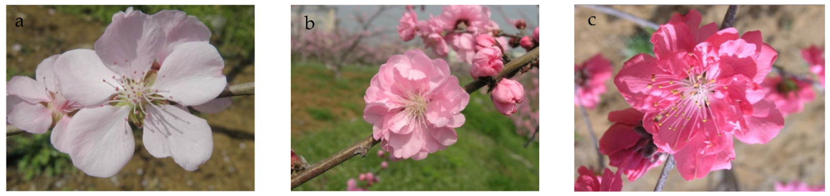 Horticulturae 08 00875 g006 550