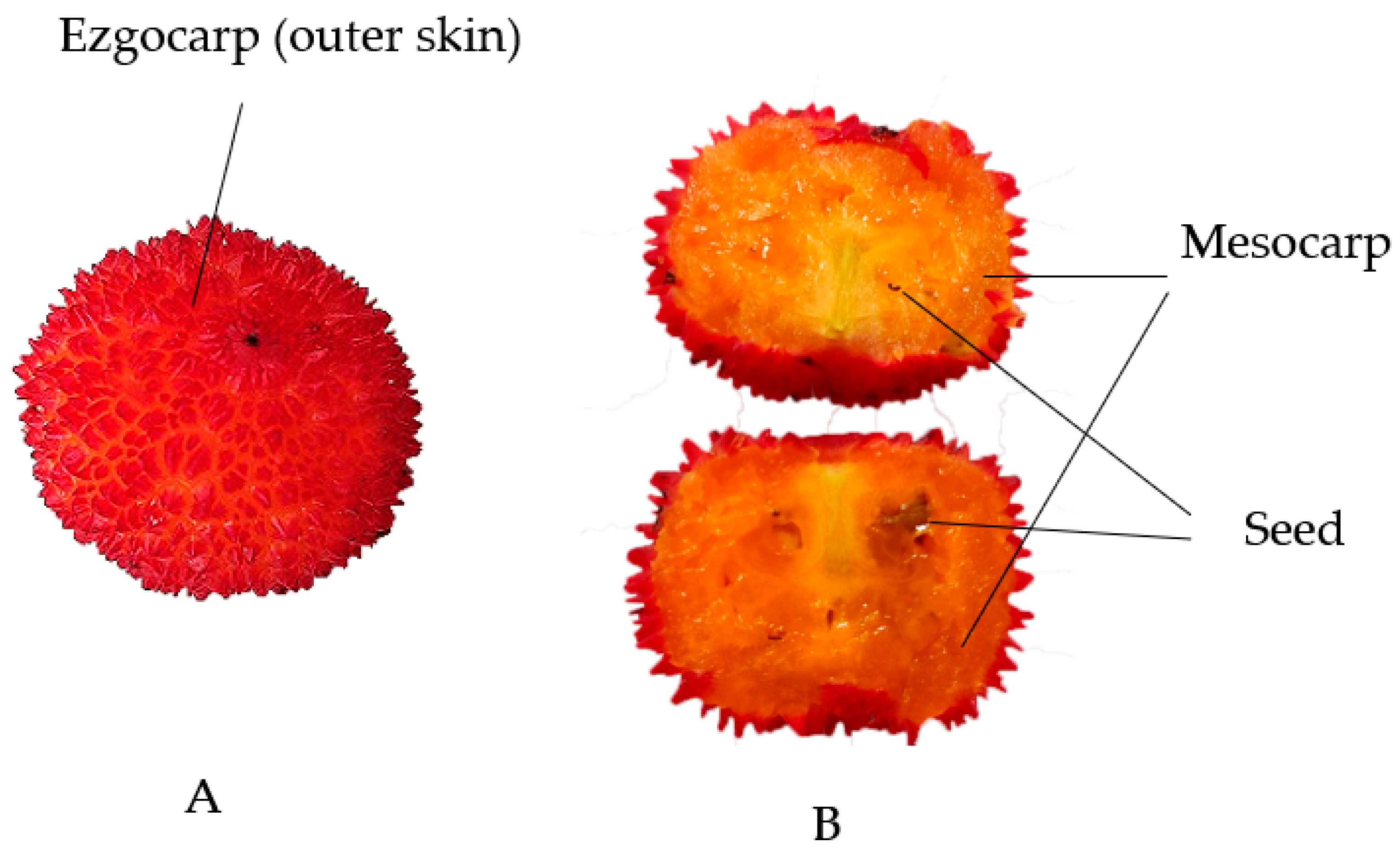 Horticulturae 08 00881 g001 Horticulturae 08 00881 g001