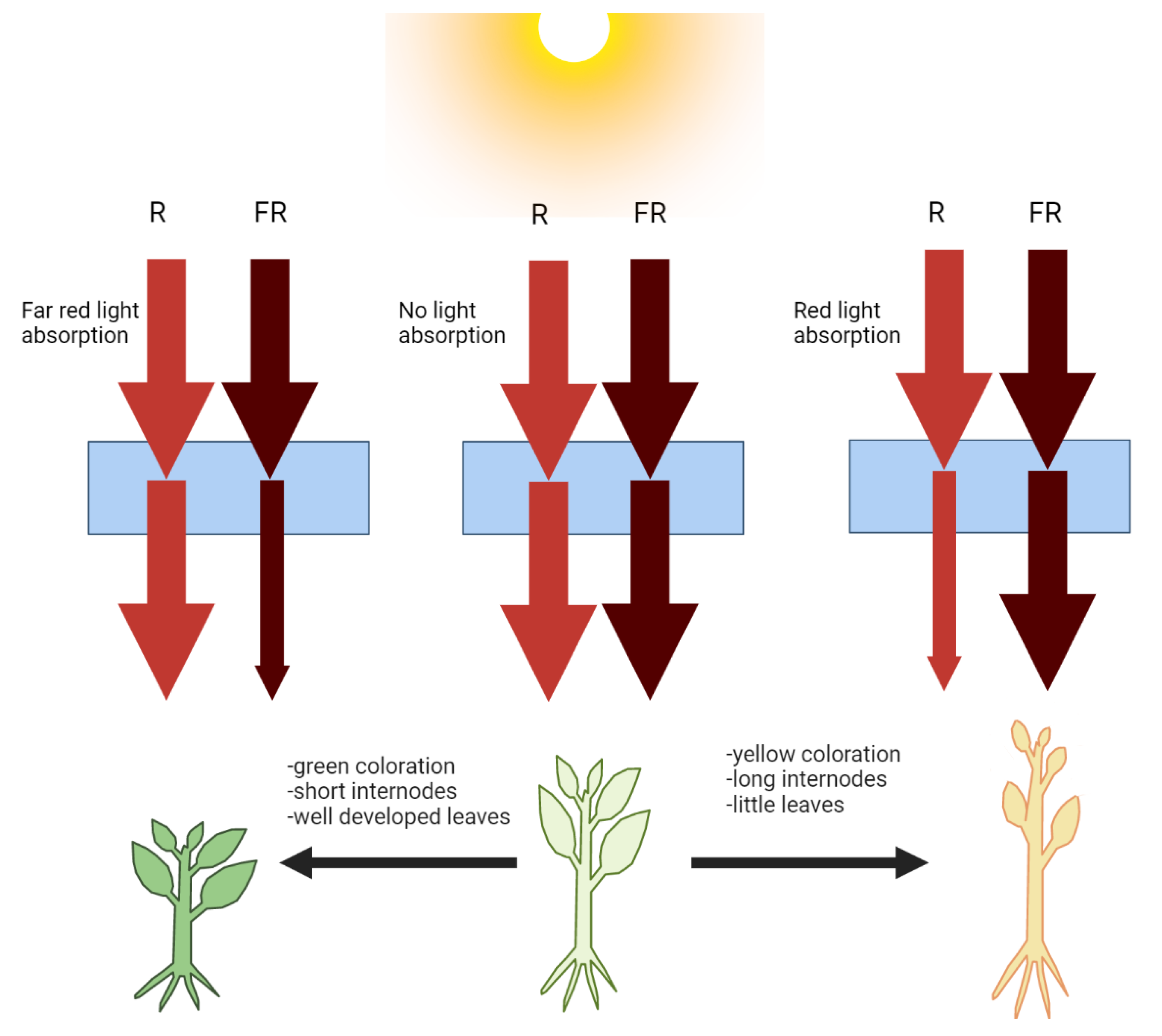 Horticulturae 08 00885 g003
