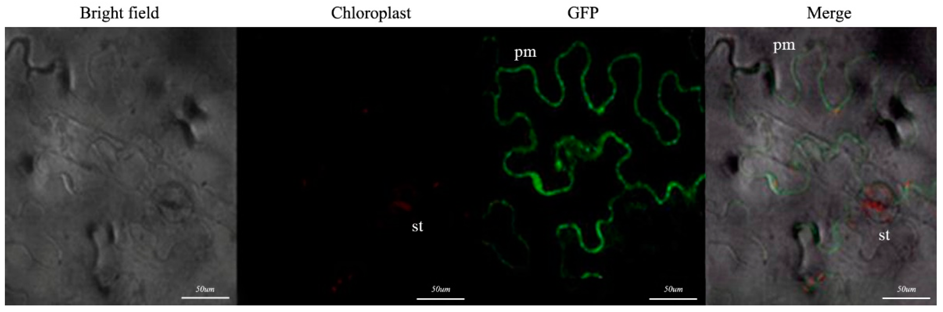Horticulturae 08 00903 g006 Horticulturae 08 00903 g006