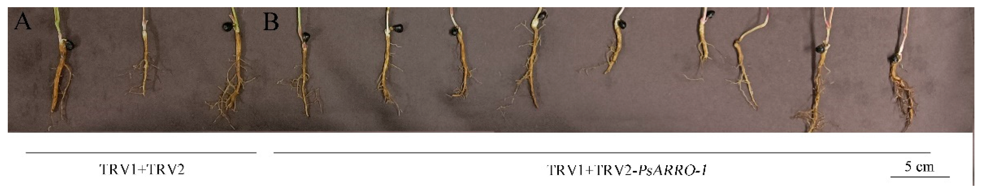 Horticulturae 08 00903 g007 Horticulturae 08 00903 g007