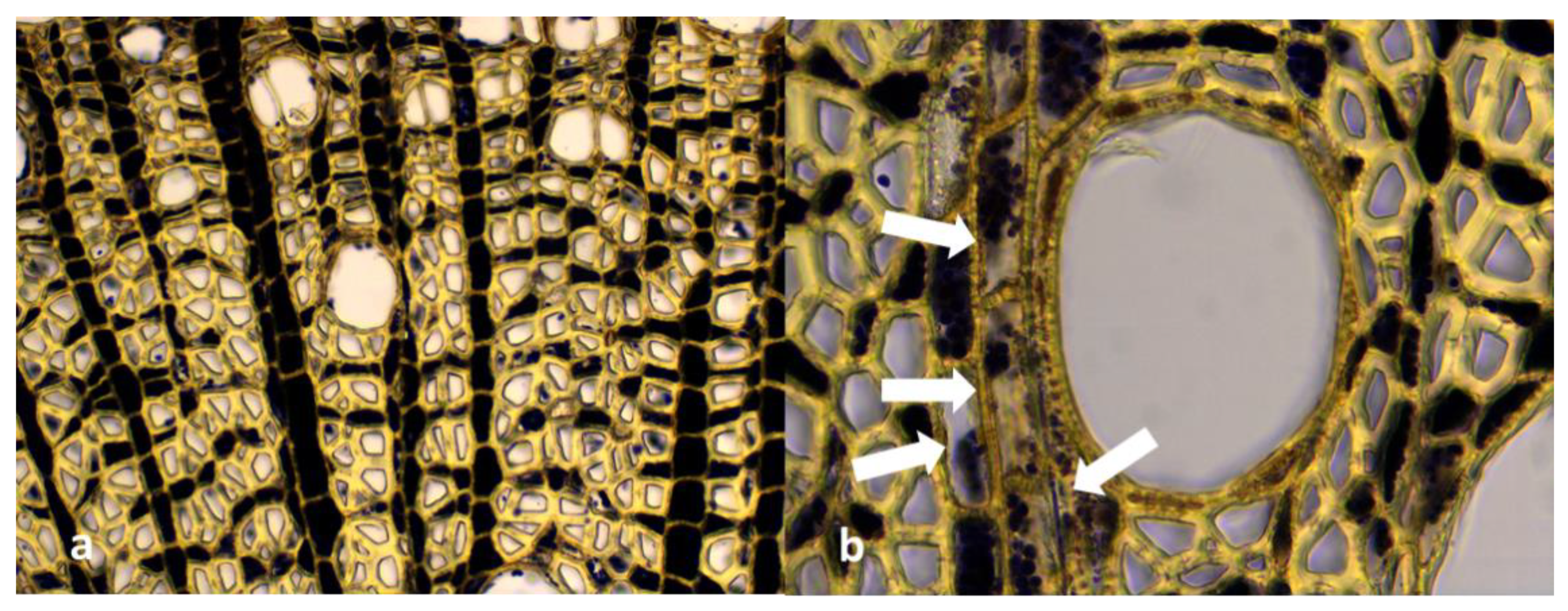 Horticulturae 08 00906 g007 Horticulturae 08 00906 g007