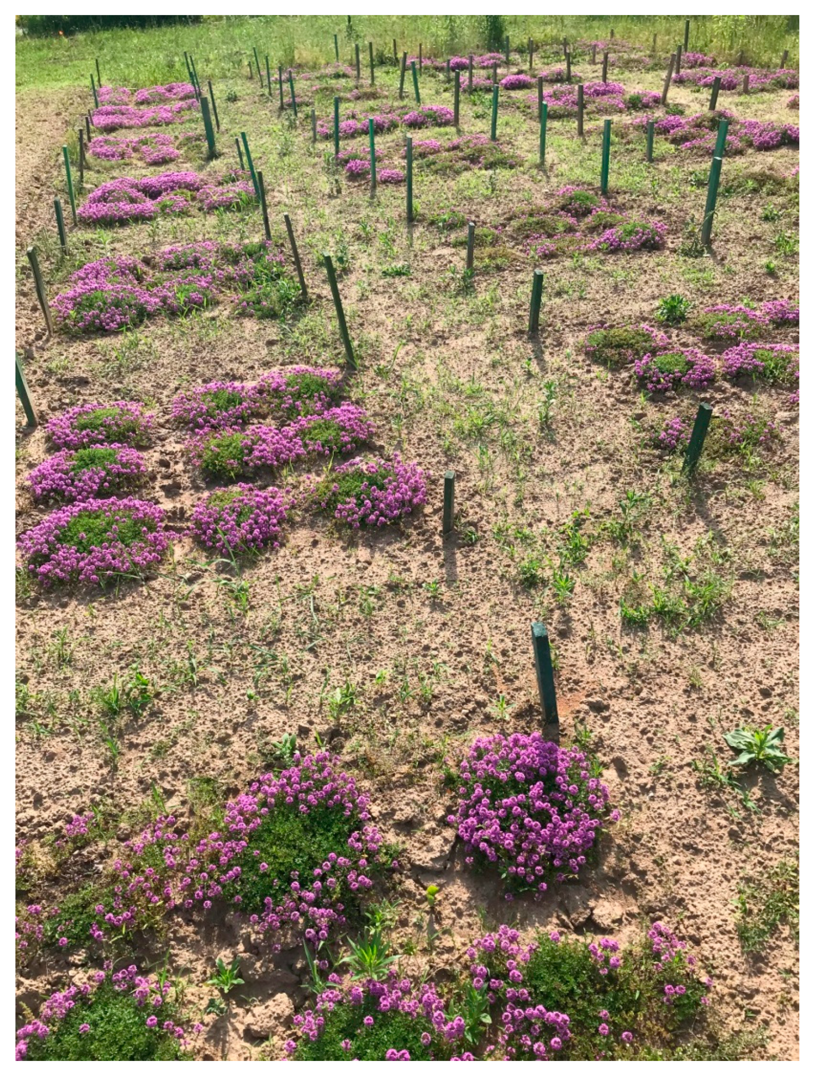 Horticulturae 08 00917 g001