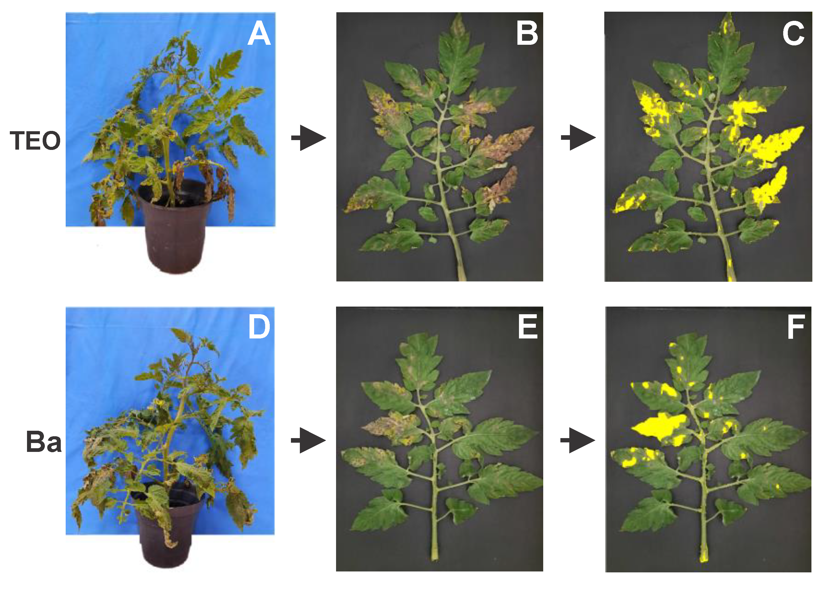 Horticulturae 08 00919 g004a Horticulturae 08 00919 g004a