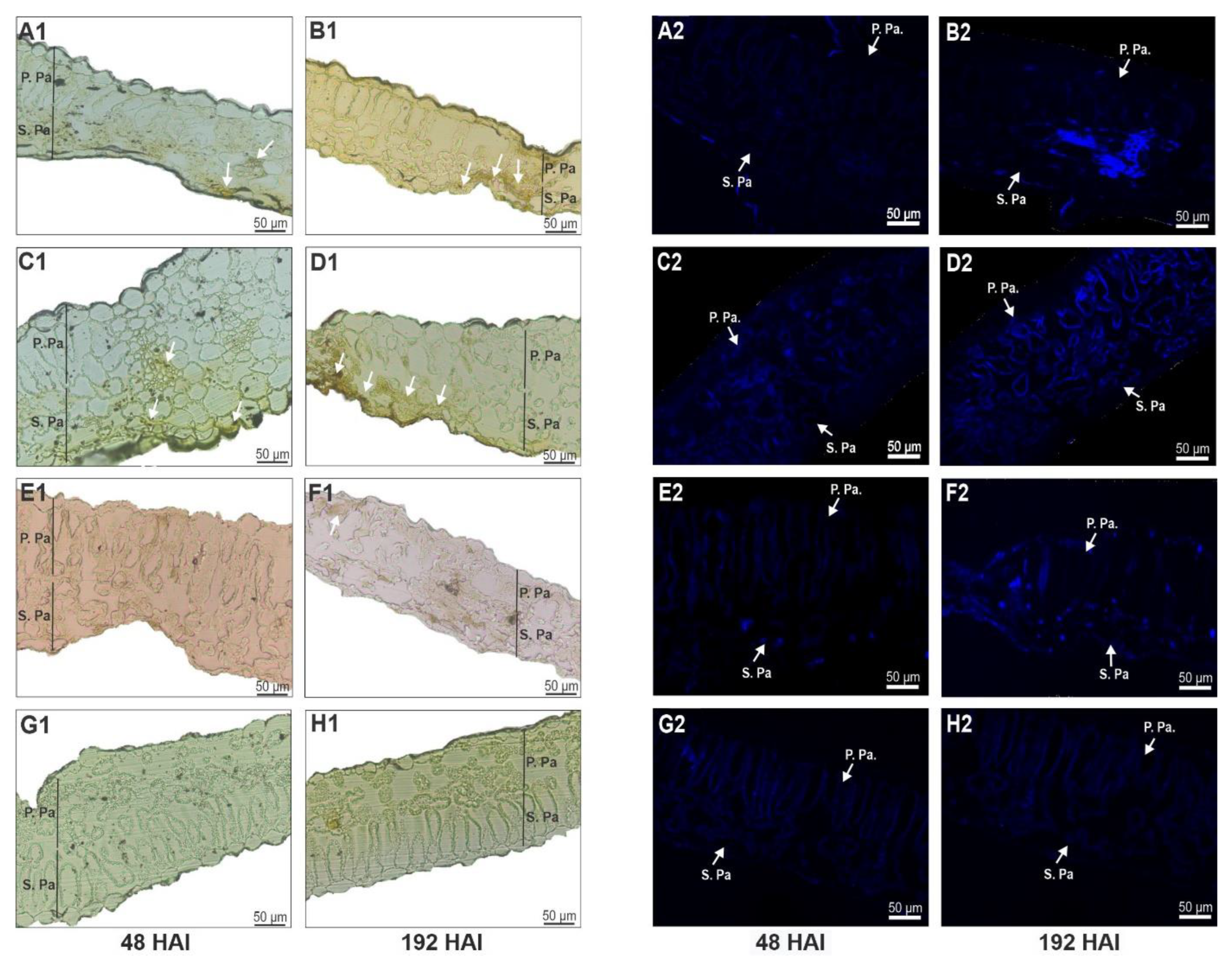 Horticulturae 08 00919 g009 Horticulturae 08 00919 g009