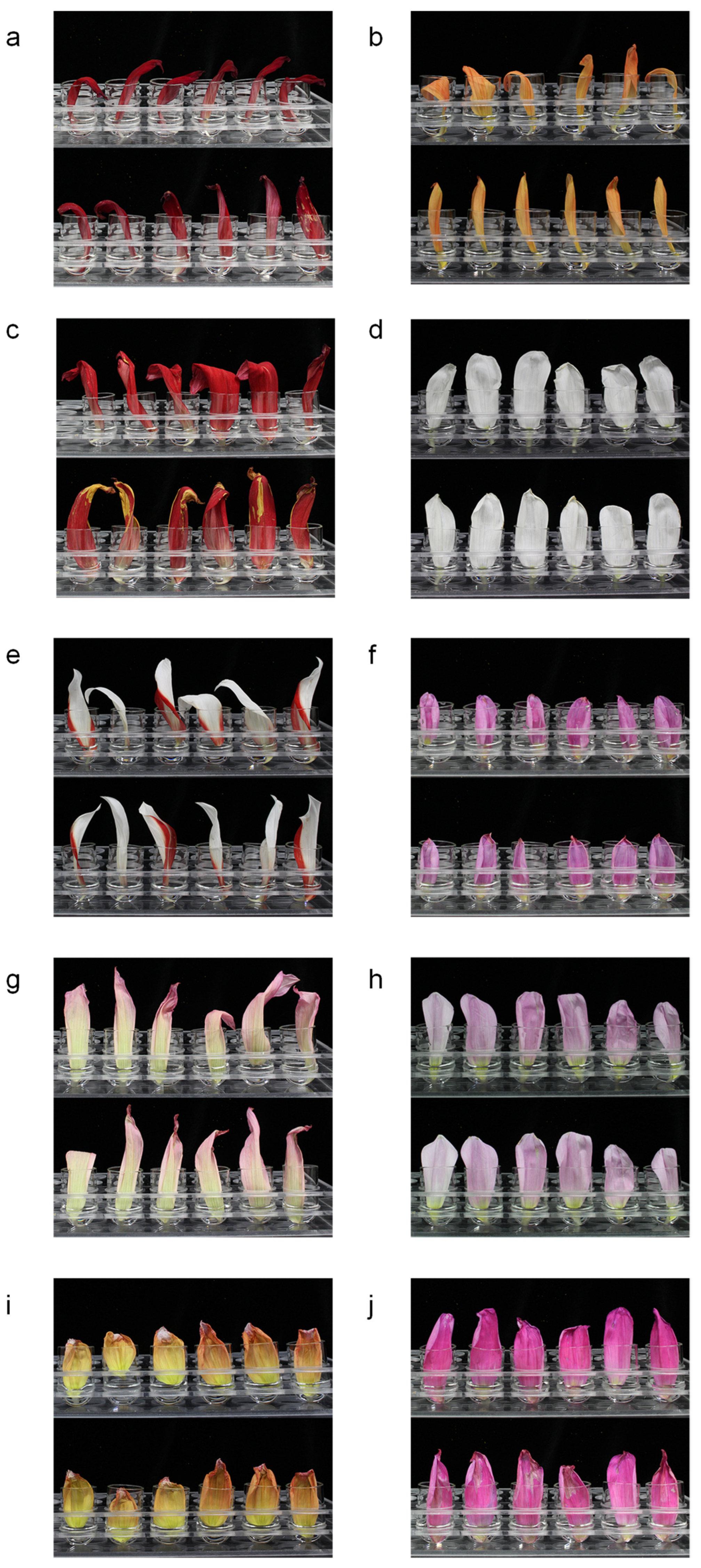 Horticulturae 08 00922 g004