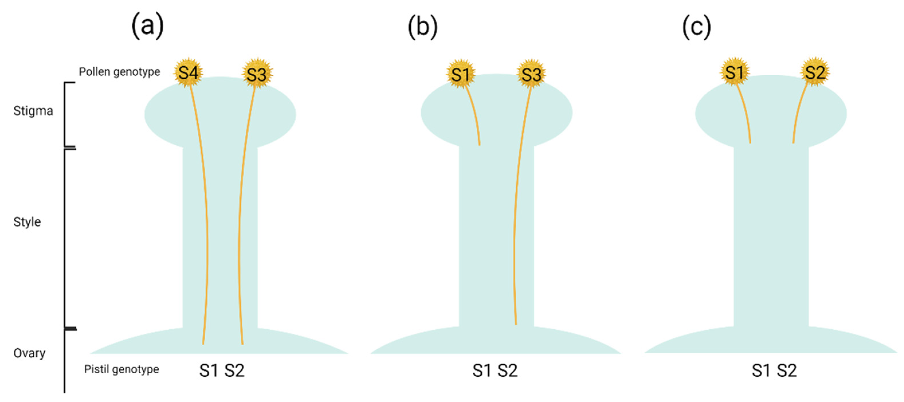 Horticulturae 08 00923 g002