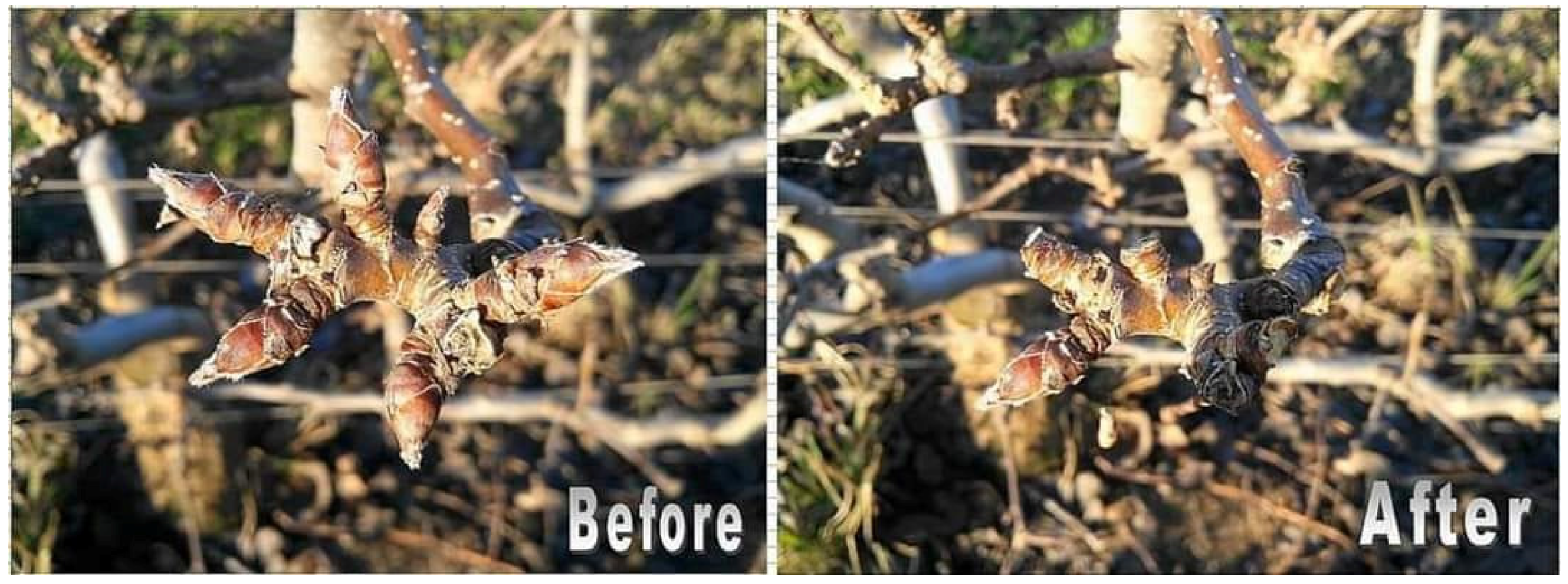 Horticulturae 08 00923 g004