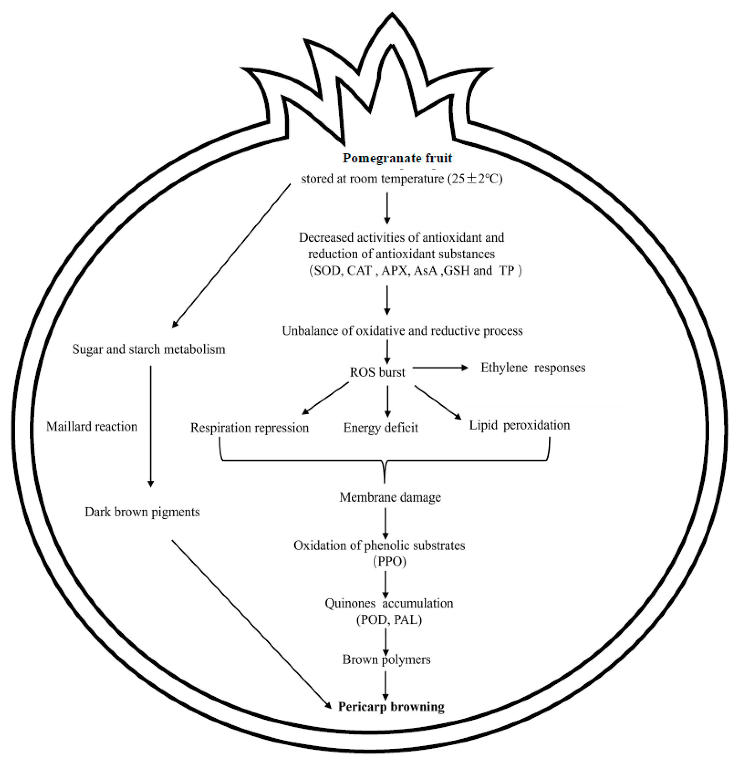 Horticulturae 08 00924 g009 Horticulturae 08 00924 g009