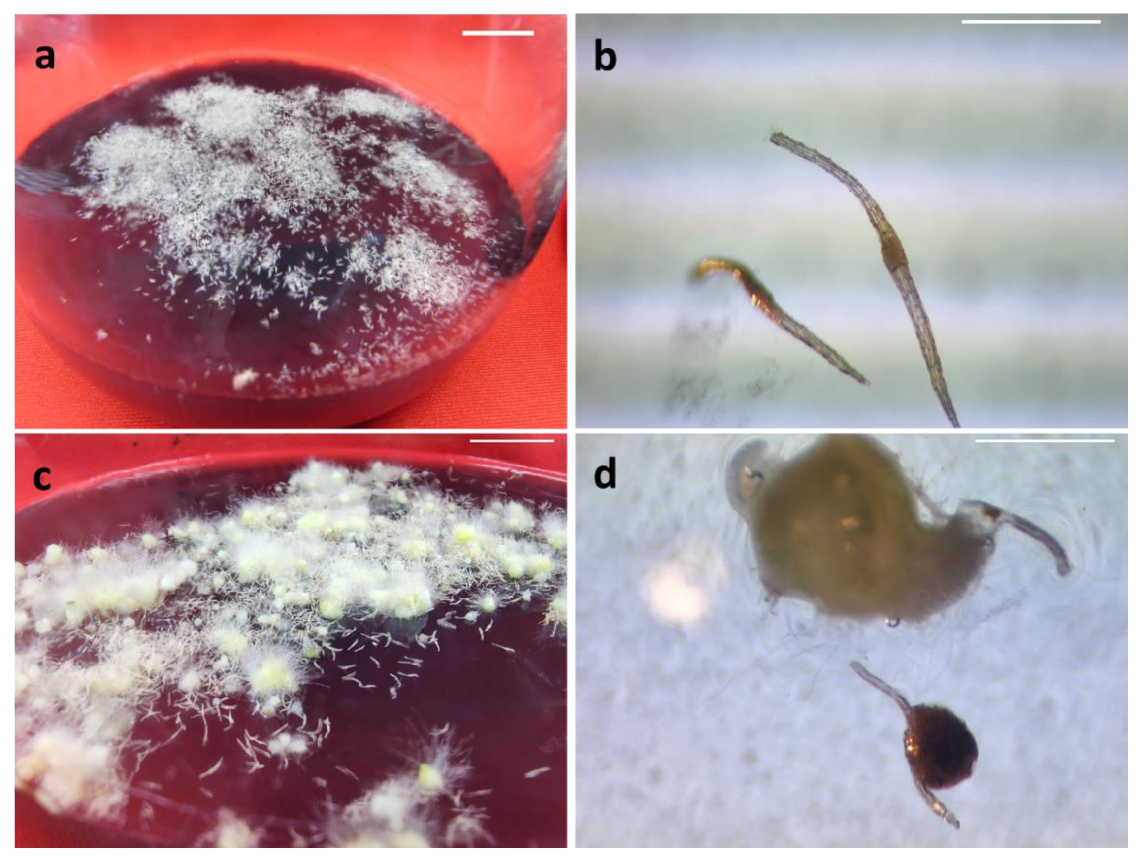 Horticulturae 08 00926 g001 Horticulturae 08 00926 g001