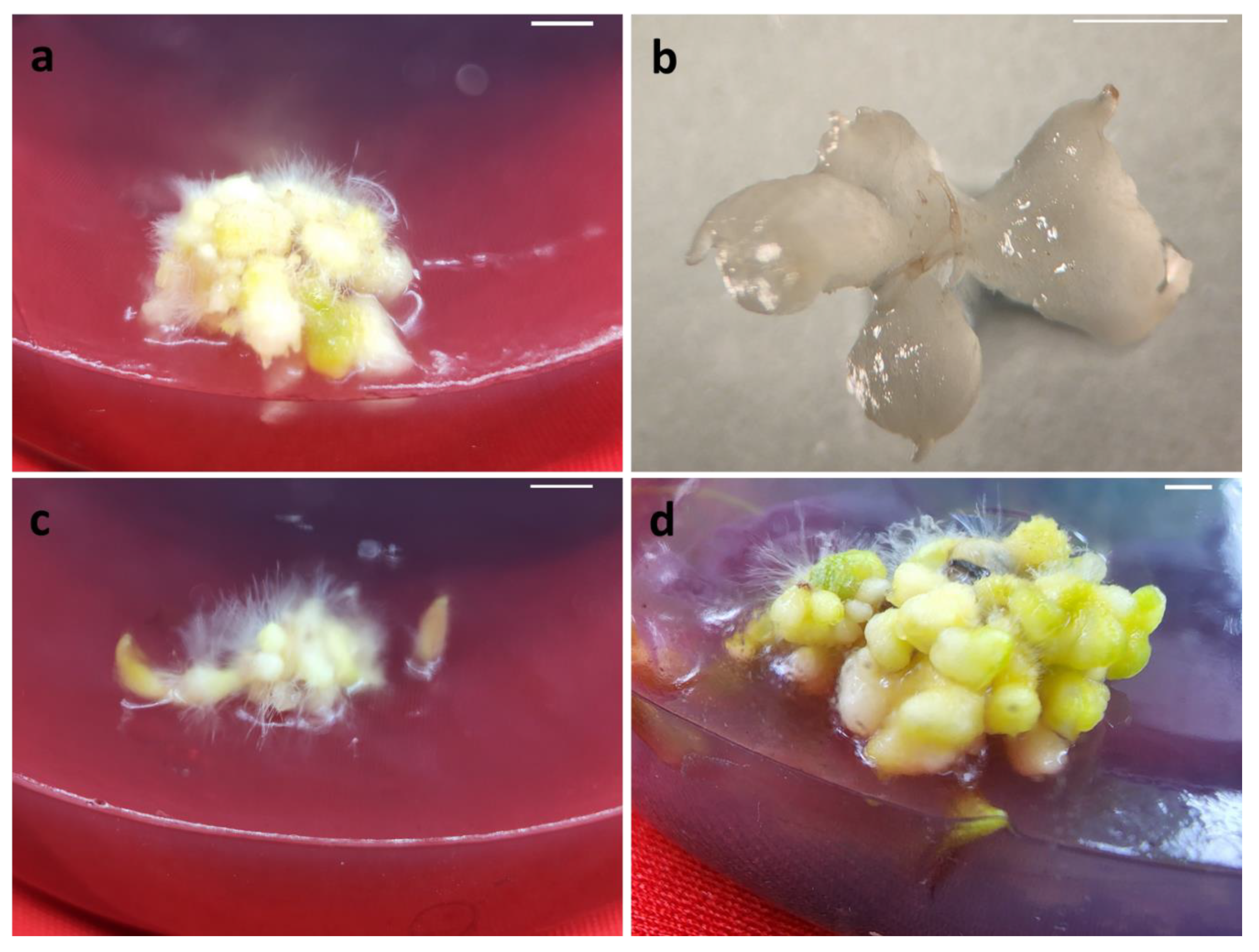 Horticulturae 08 00926 g002 Horticulturae 08 00926 g002