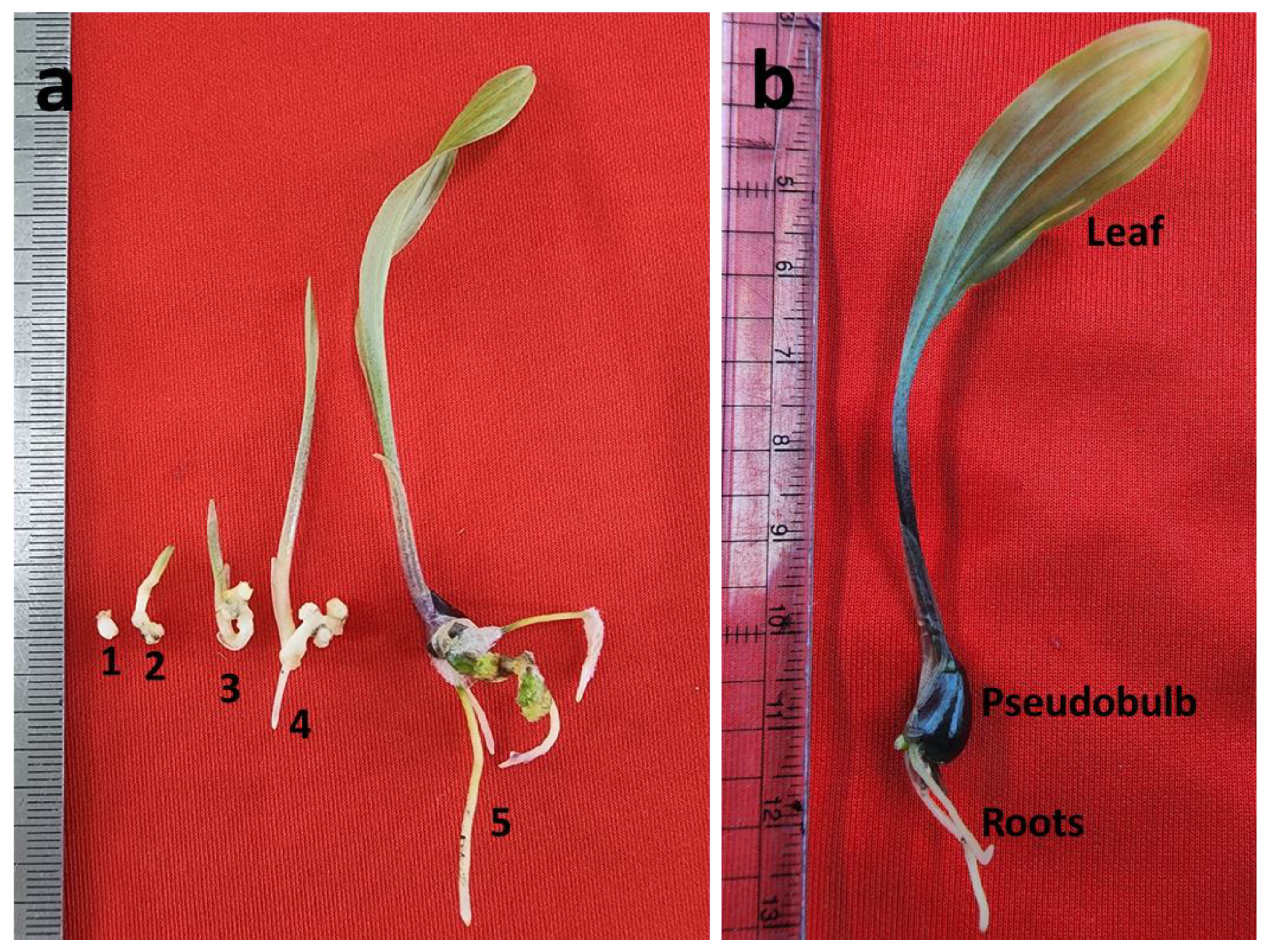 Horticulturae 08 00926 g003 Horticulturae 08 00926 g003