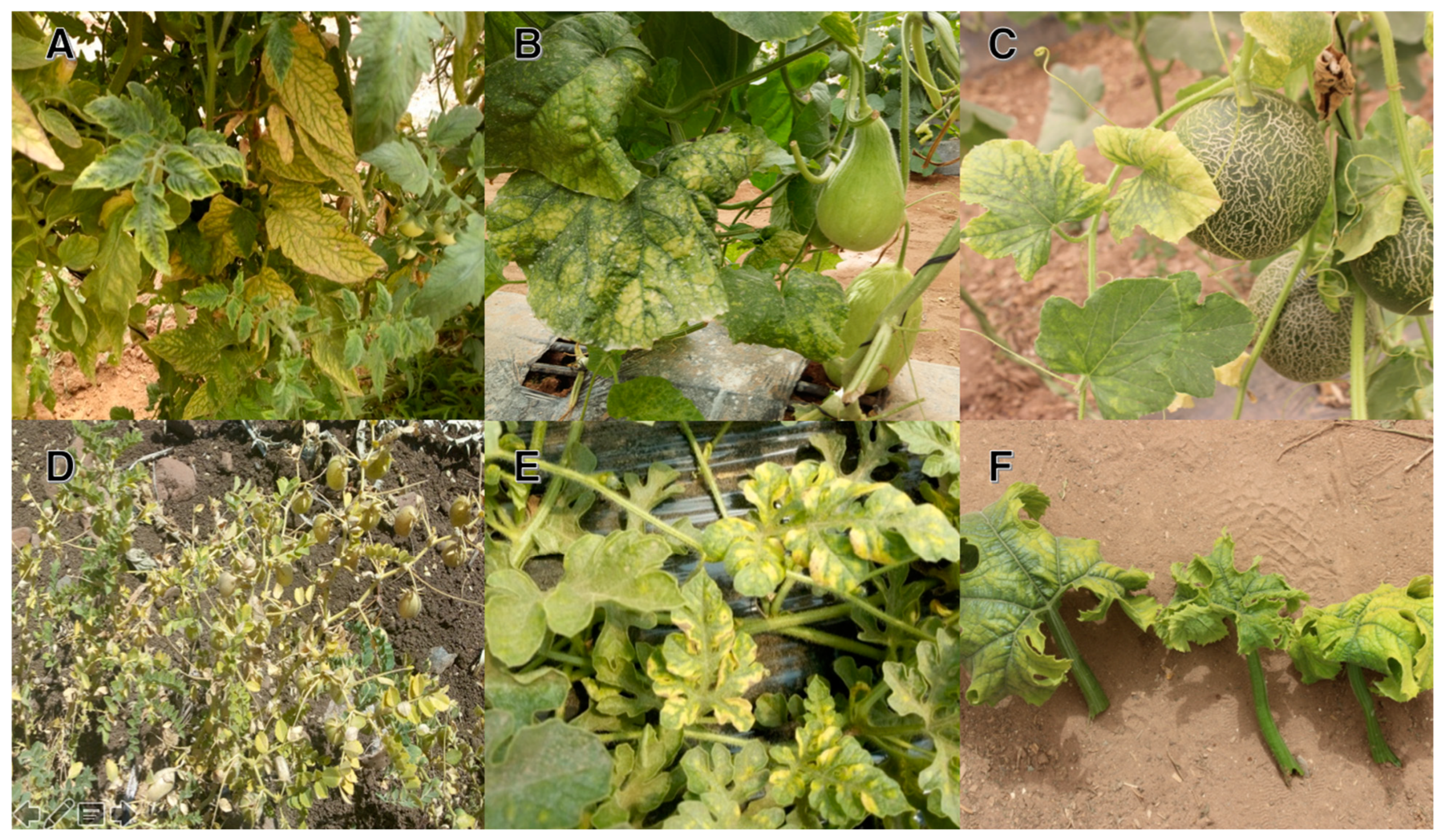 Horticulturae 08 00927 g002 Horticulturae 08 00927 g002