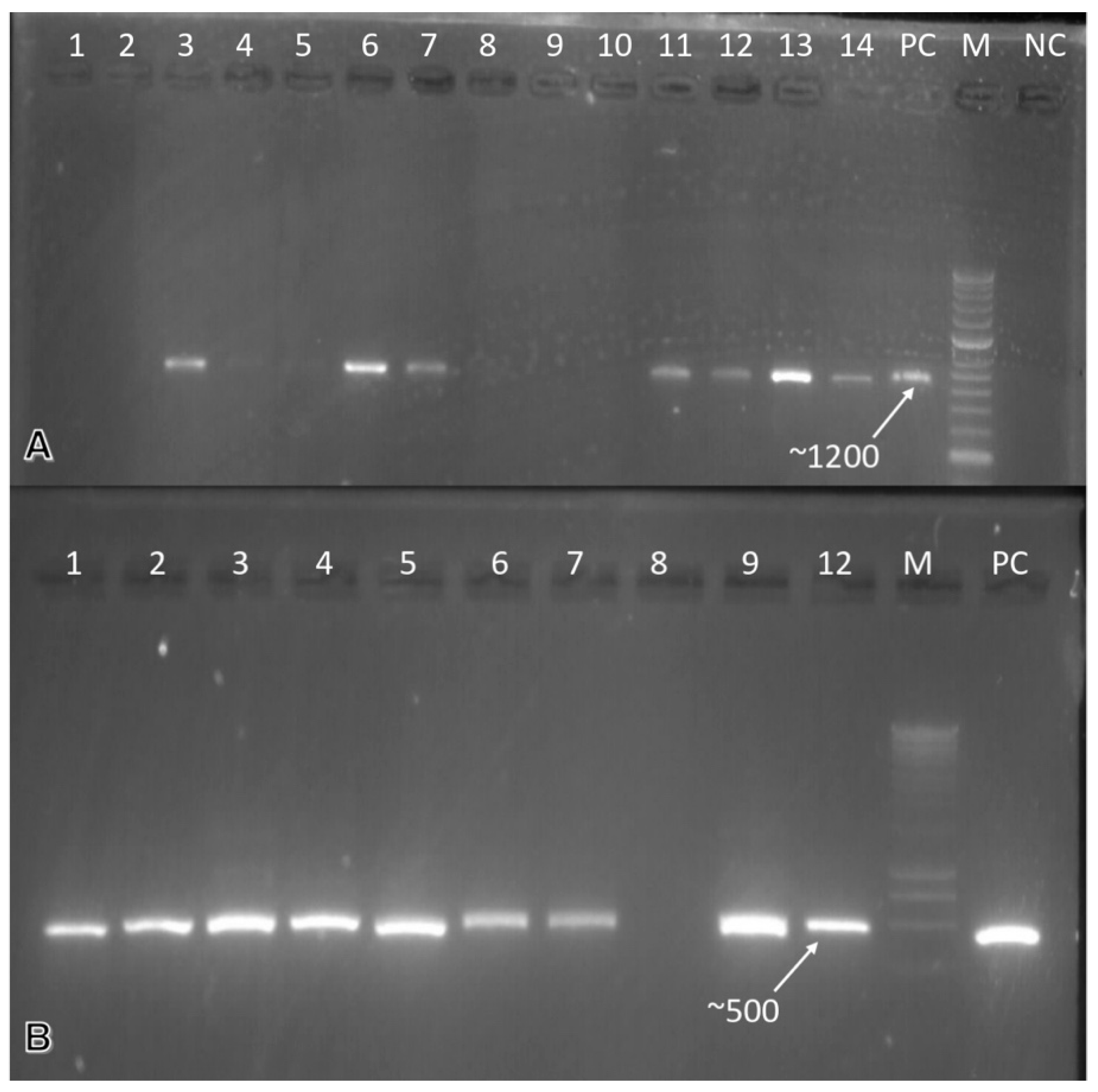 Horticulturae 08 00927 g003 Horticulturae 08 00927 g003