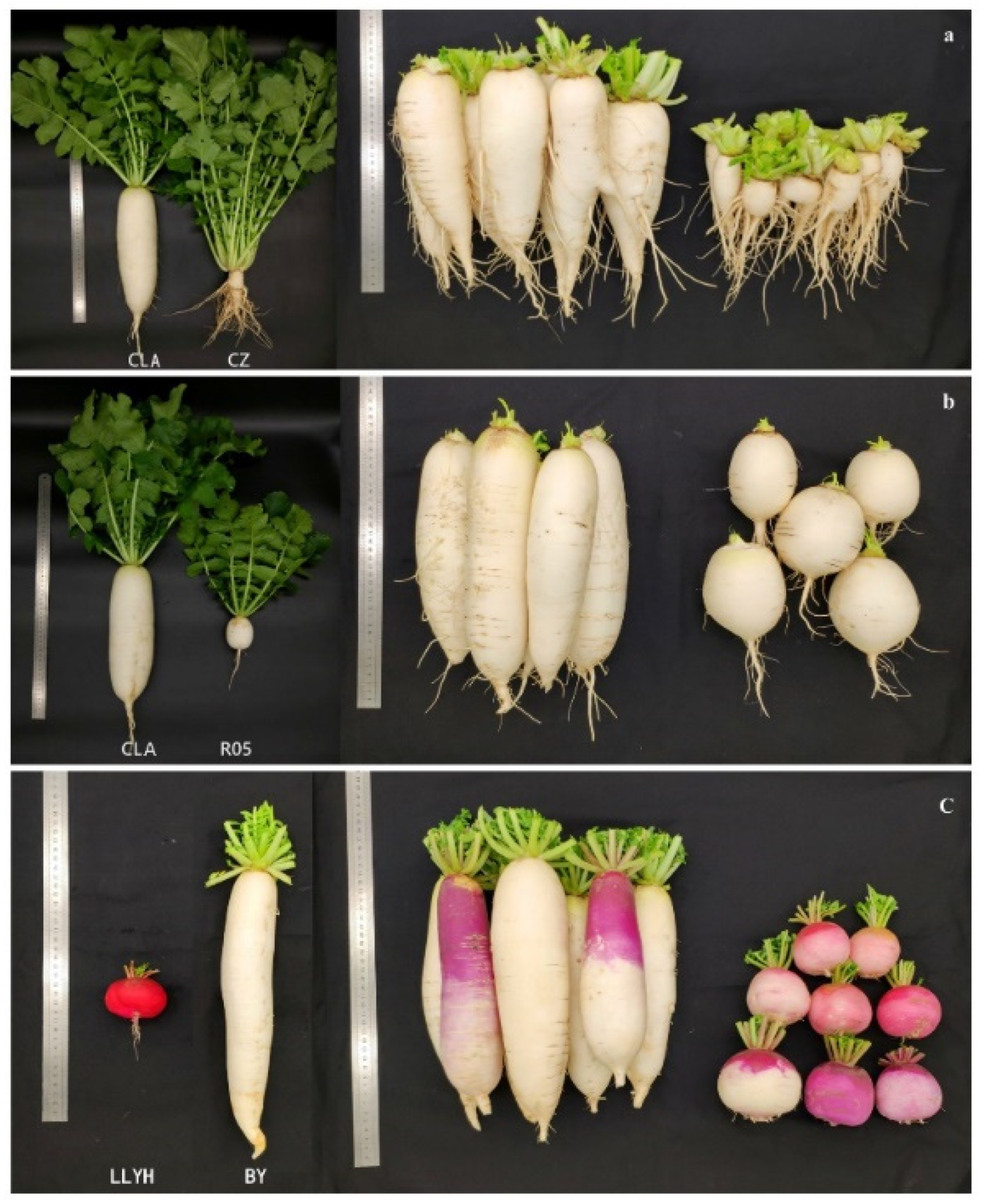 Horticulturae Free FullText Identification of QTLs Controlling