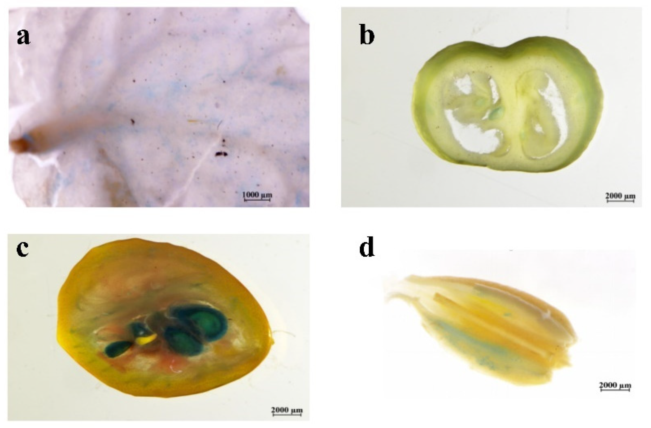 Horticulturae 08 00935 g002 Horticulturae 08 00935 g002
