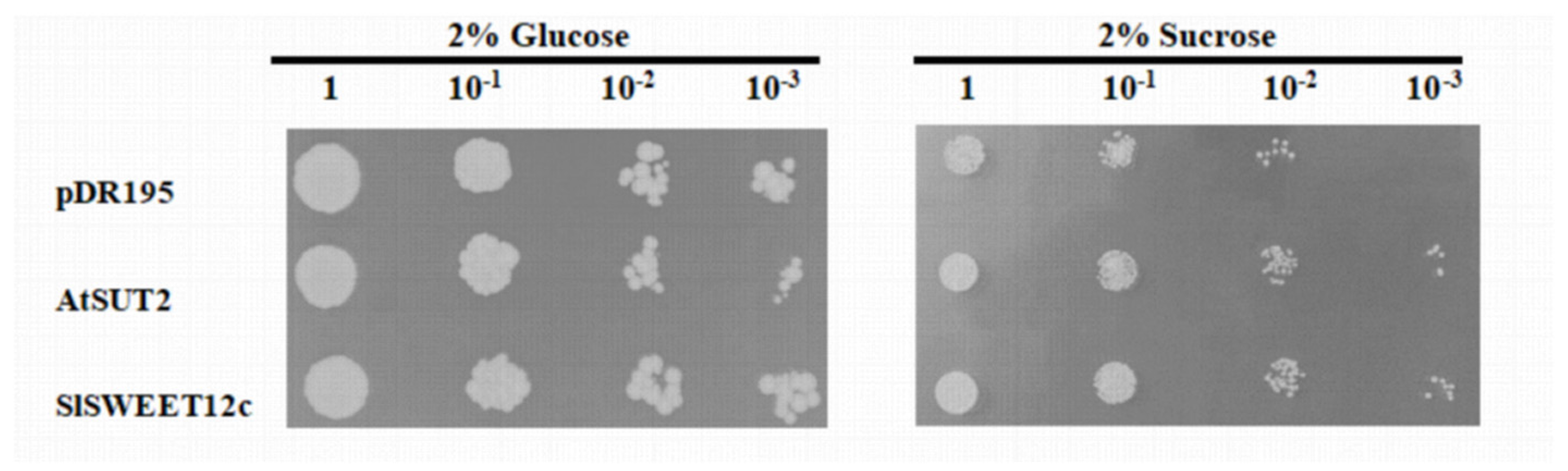 Horticulturae 08 00935 g004 Horticulturae 08 00935 g004