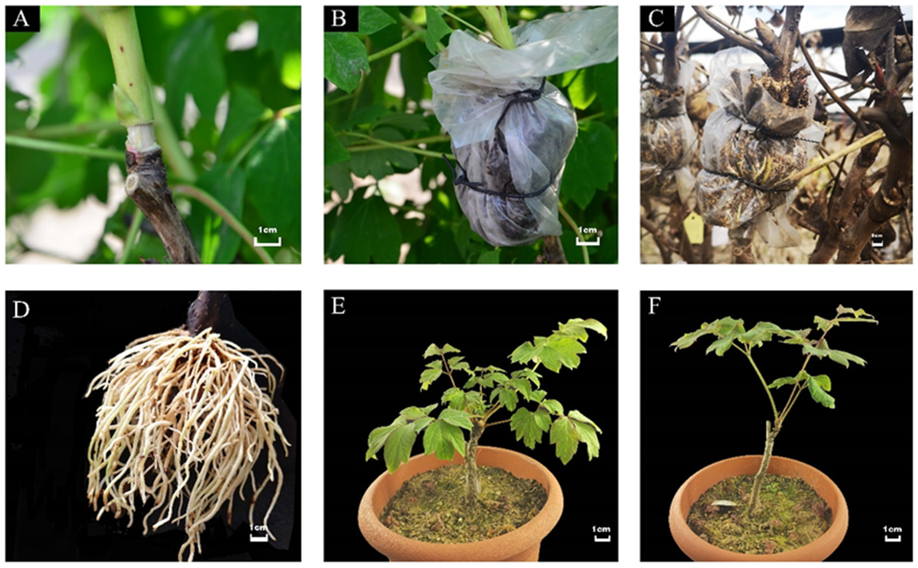 Horticulturae 08 00941 g001 Horticulturae 08 00941 g001