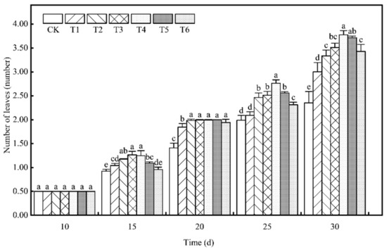 Effect of Bacillus methylotrophicus on Tomato Plug Seedling