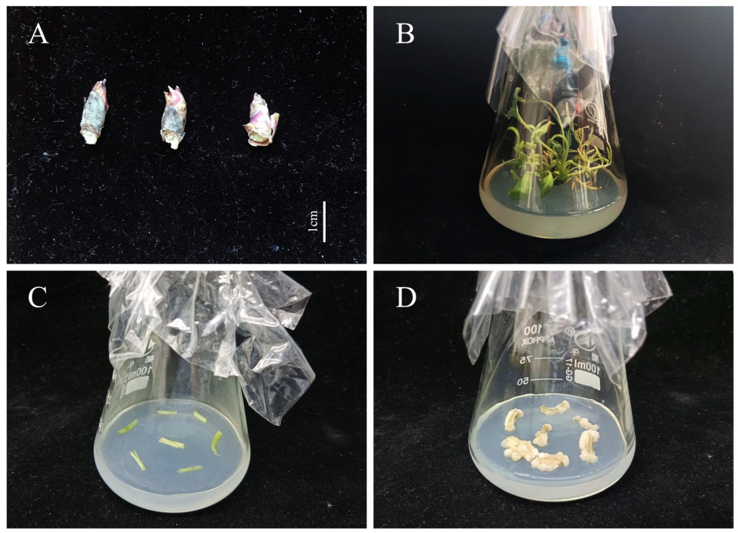Horticulturae 08 00957 g001 Horticulturae 08 00957 g001