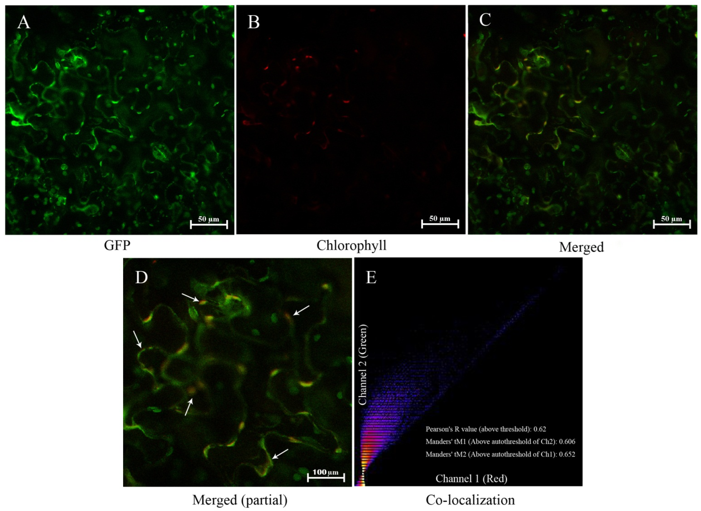 Horticulturae 08 00957 g003 Horticulturae 08 00957 g003